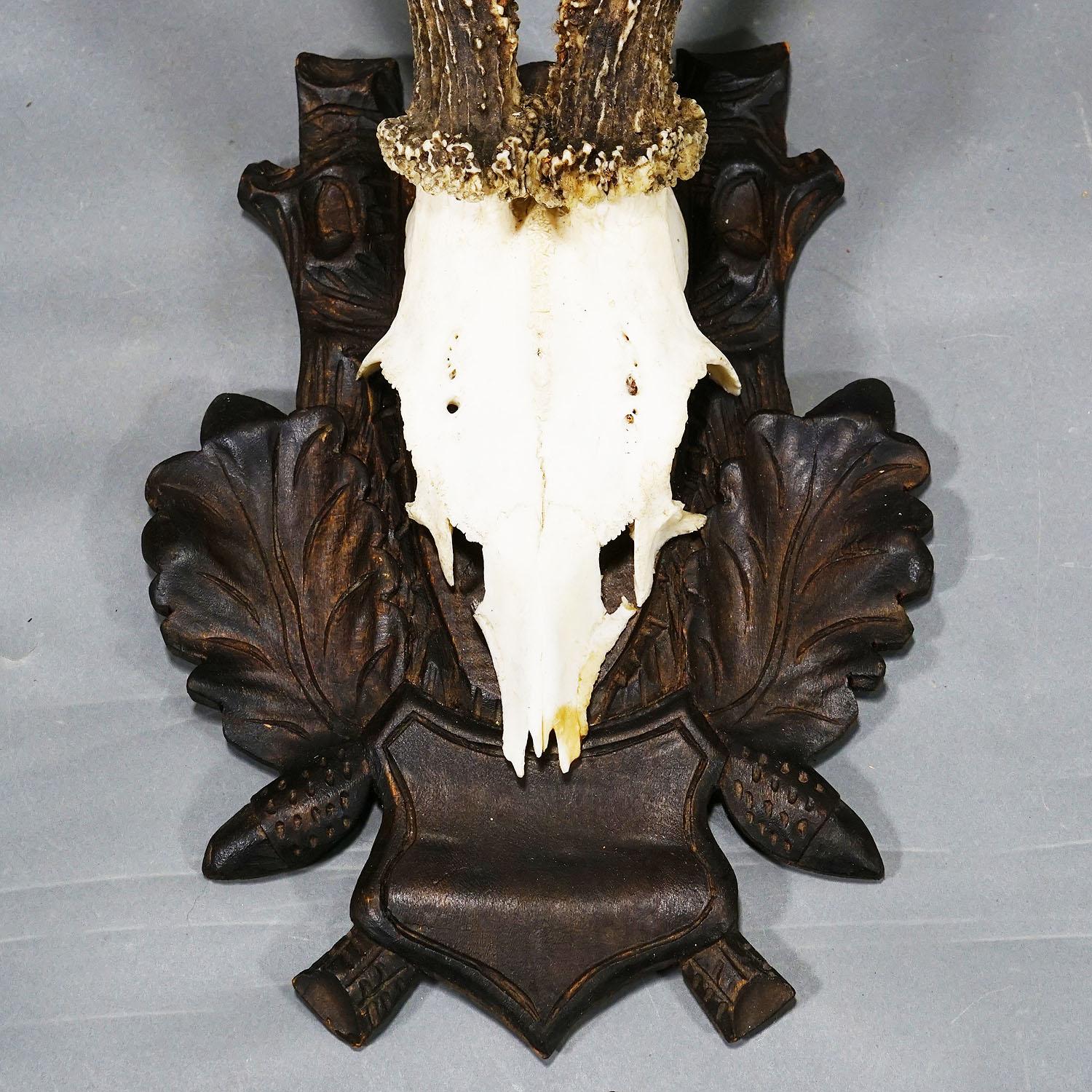 20th Century Large Black Forest Roe Deer Trophy on Carved Plaque 1970s For Sale