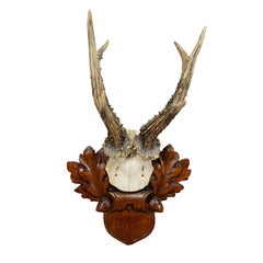 Large Black Forest Roe Deer Trophy on Carved Plaque