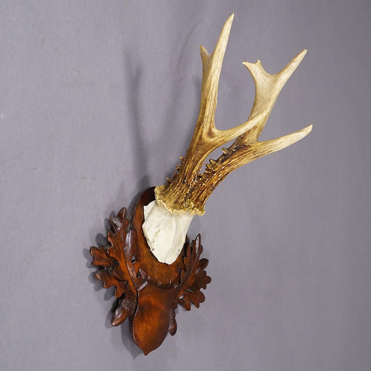 Large Black Forest Roe Deer Trophy on Carved Plaque

A large six pointer roe deer (Capreolus capreolus) trophy on a wooden carved plaque. The trophy was shot in Bavaria around 1930s. A great fit to your rustic cabin decoration. Very good