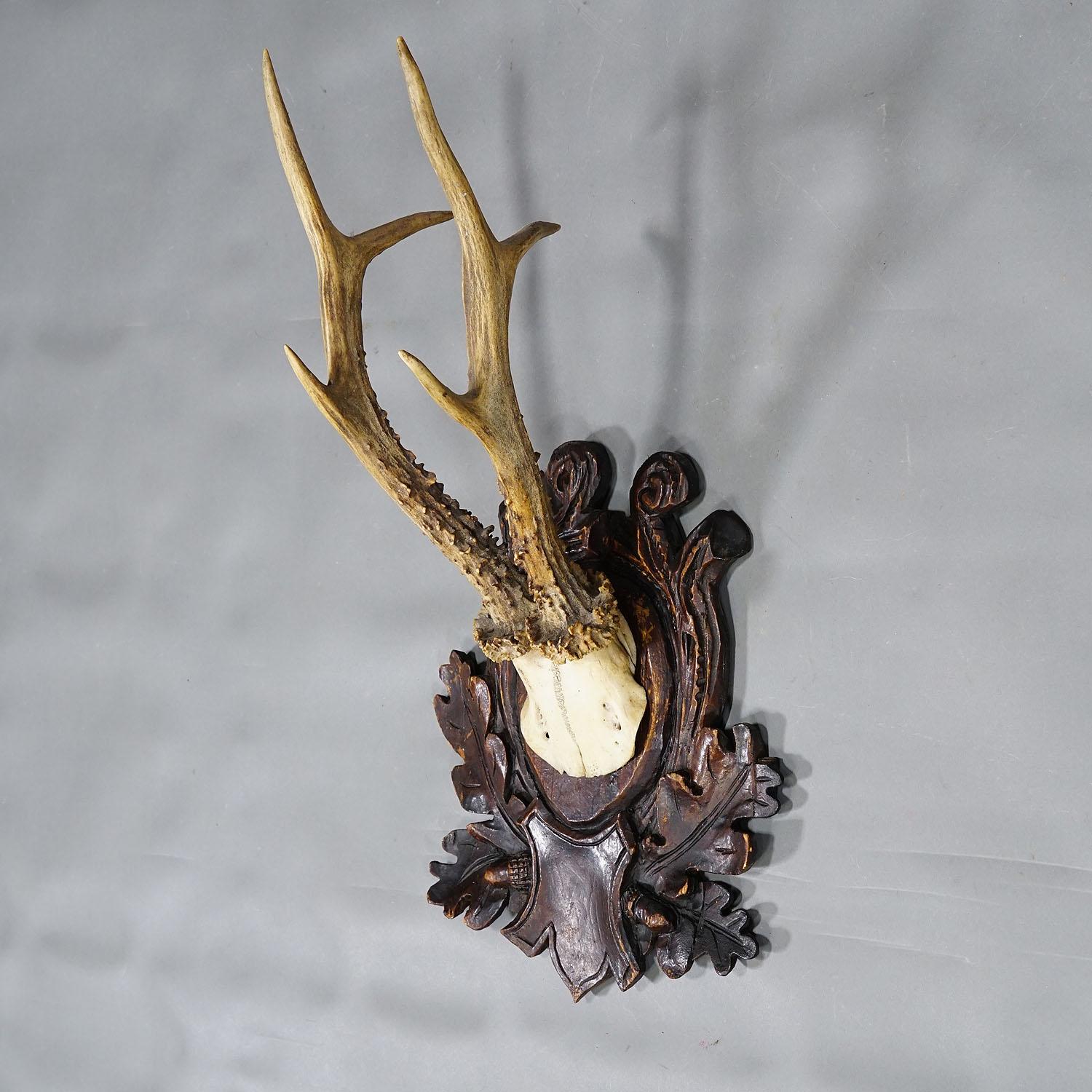 German Large Black Forest Roe Deer Trophy on Carved Plaque