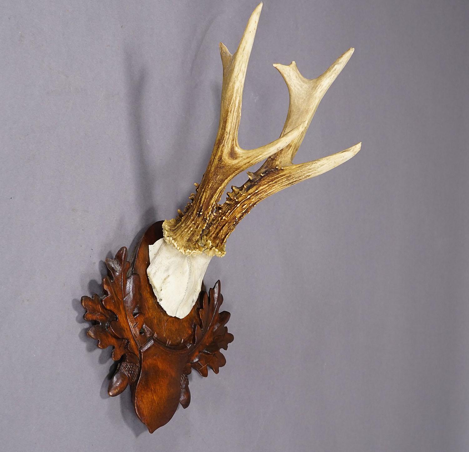Rustic Large Black Forest Roe Deer Trophy on Carved Plaque