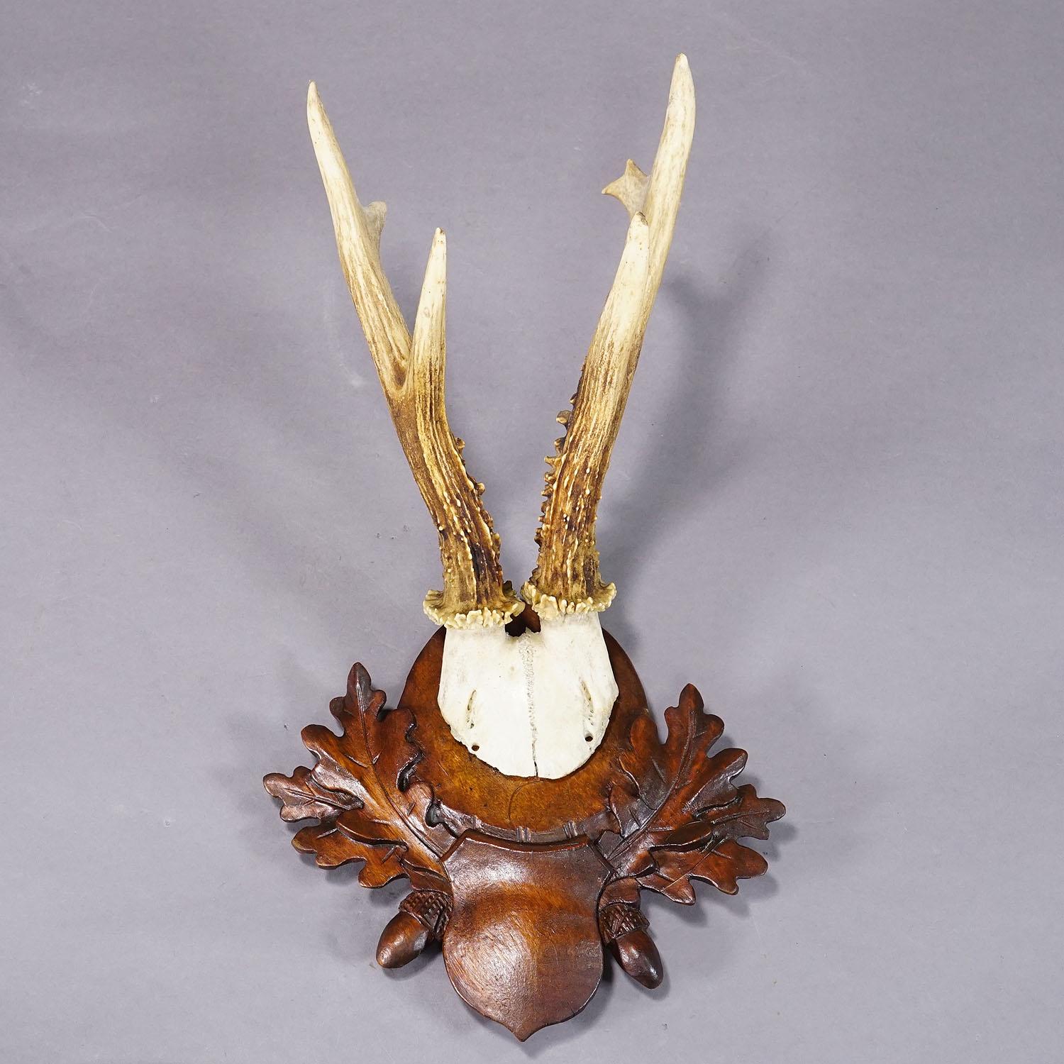German Large Black Forest Roe Deer Trophy on Carved Plaque