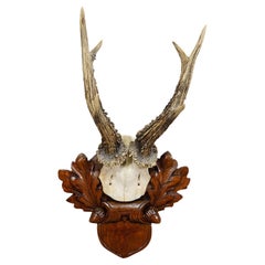 Antique Large Black Forest Roe Deer Trophy on Carved Plaque