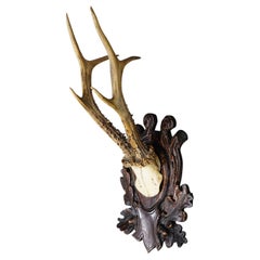 Large Black Forest Roe Deer Trophy on Carved Plaque