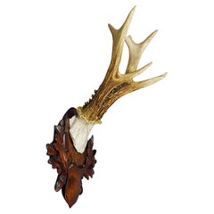 Large Black Forest Roe Deer Trophy on Carved Plaque