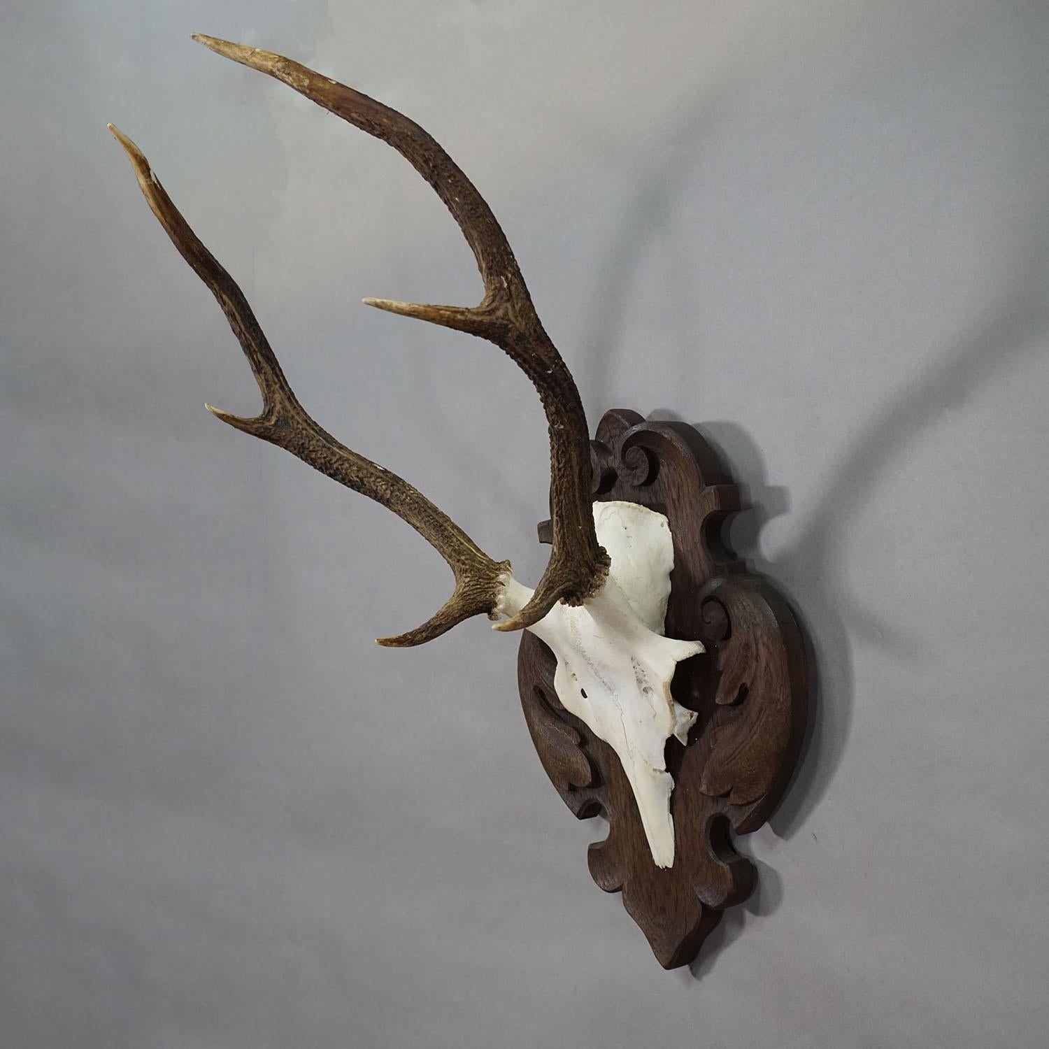 Grand trophée de cerf de Black Forest sur plaque sculptée - Allemagne années 1900

Un grand trophée de cerf élaphe (Cervus elaphus) d'Allemagne, monté sur une plaque en bois de chêne foncé sculpté. Le trophée a été tourné au début du 20e siècle. Bon