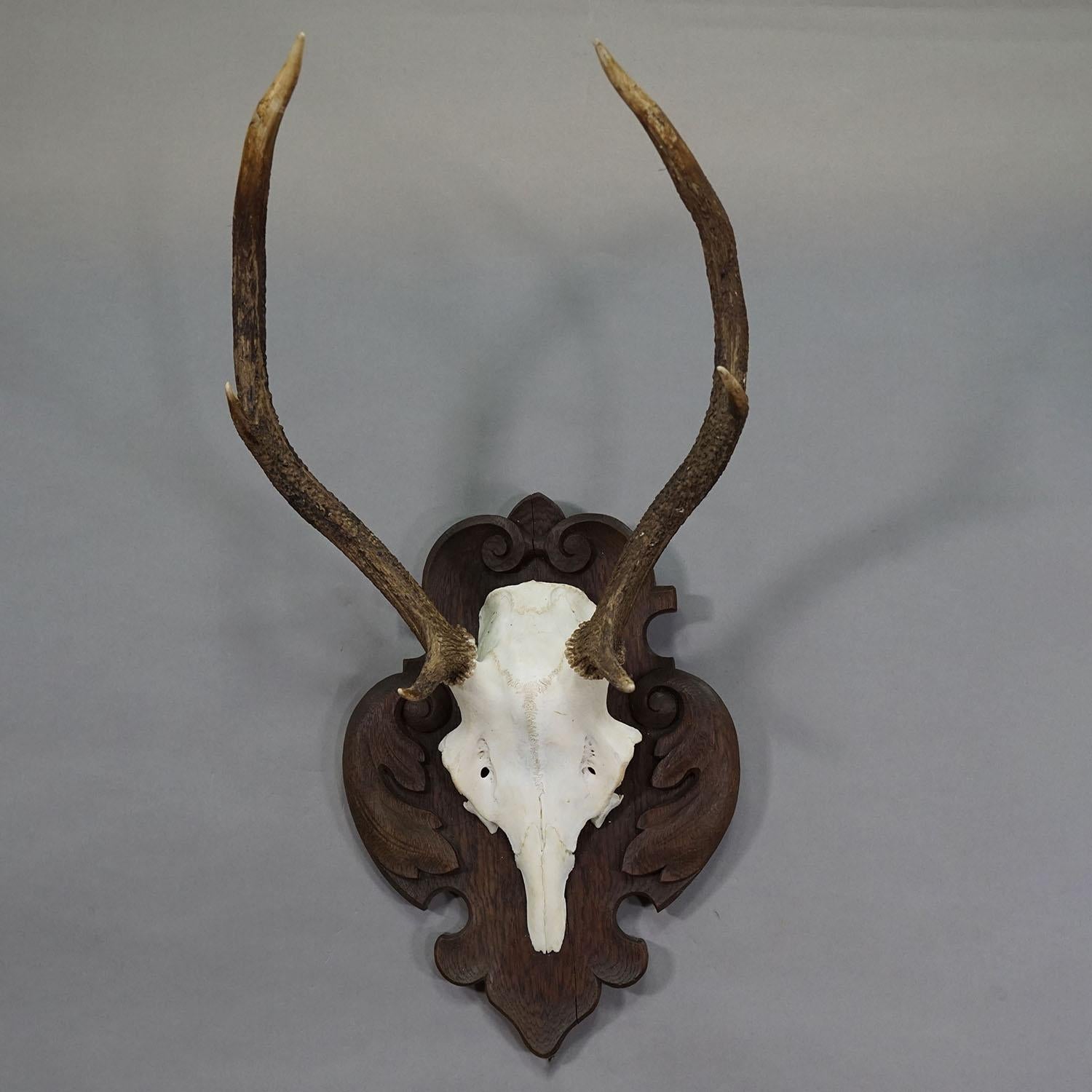 Forêt-Noire Grand trophée de cerf de Black Forest sur plaque sculptée - Allemagne années 1900 en vente