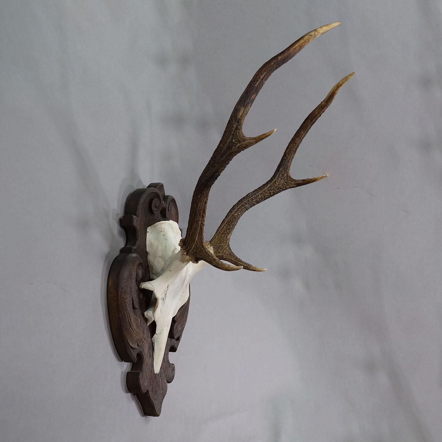 Allemand Grand trophée de cerf de Black Forest sur plaque sculptée - Allemagne années 1900 en vente