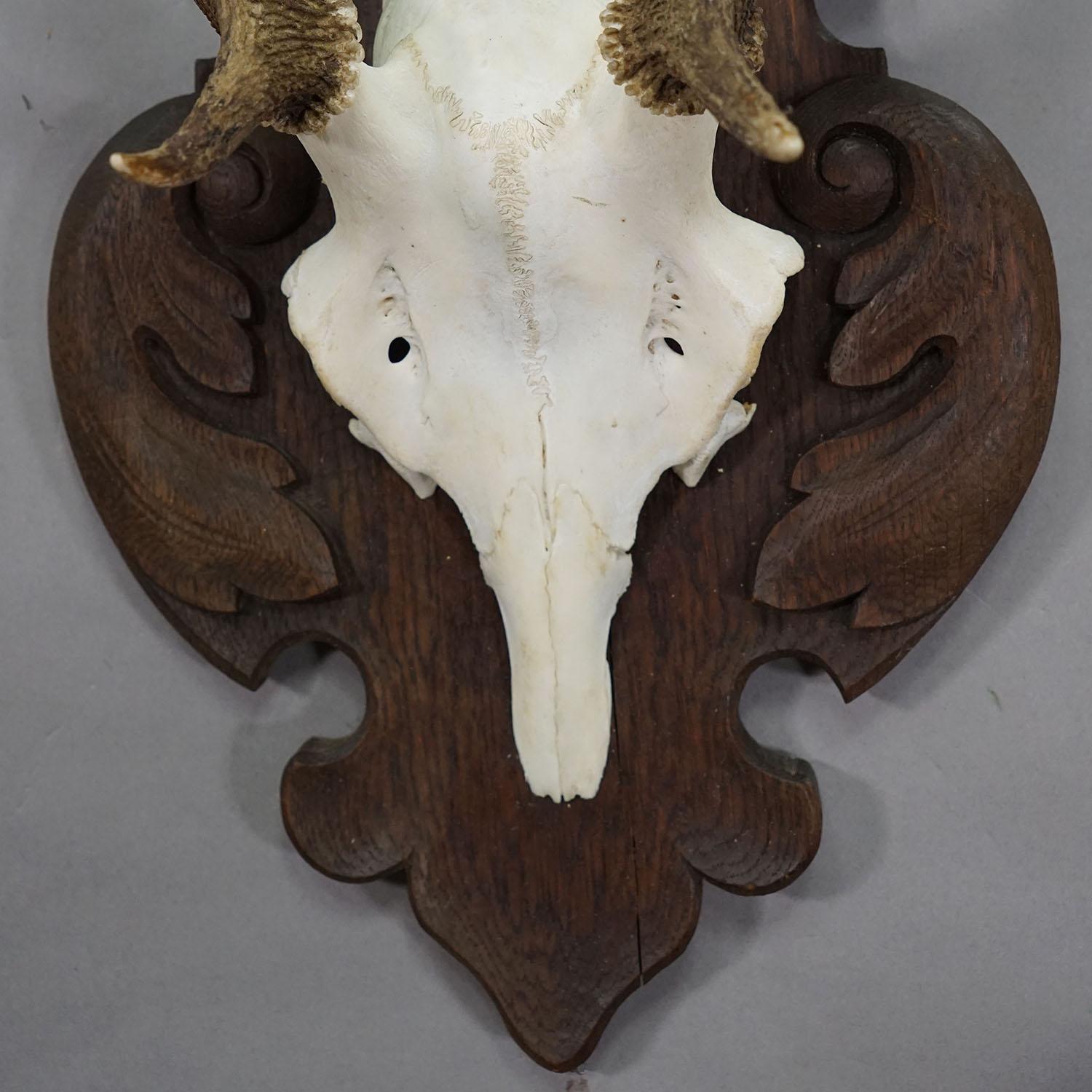 Grand trophée de cerf de Black Forest sur plaque sculptée - Allemagne années 1900 Bon état - En vente à Berghuelen, DE