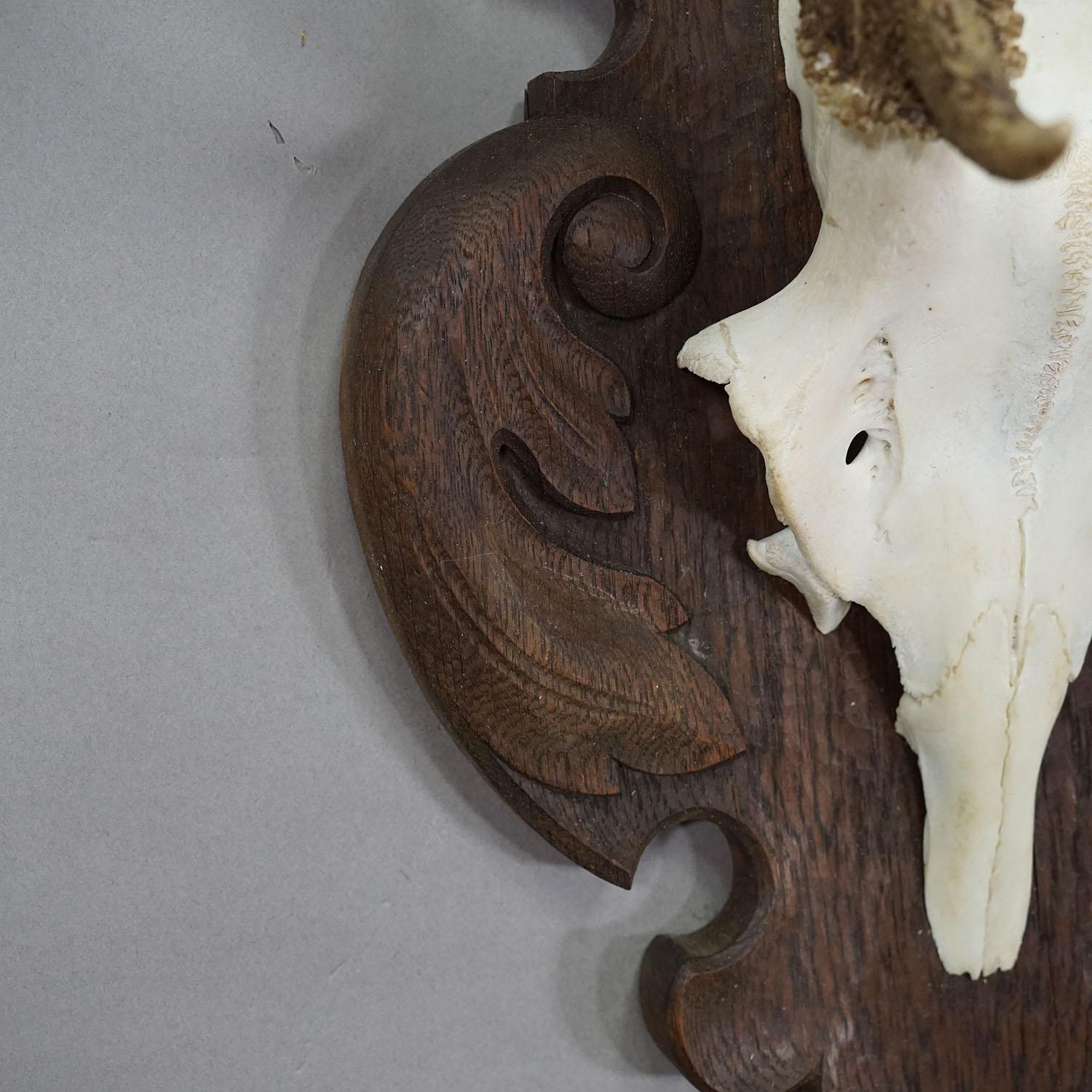 Début du 20ème siècle Grand trophée de cerf de Black Forest sur plaque sculptée - Allemagne années 1900 en vente