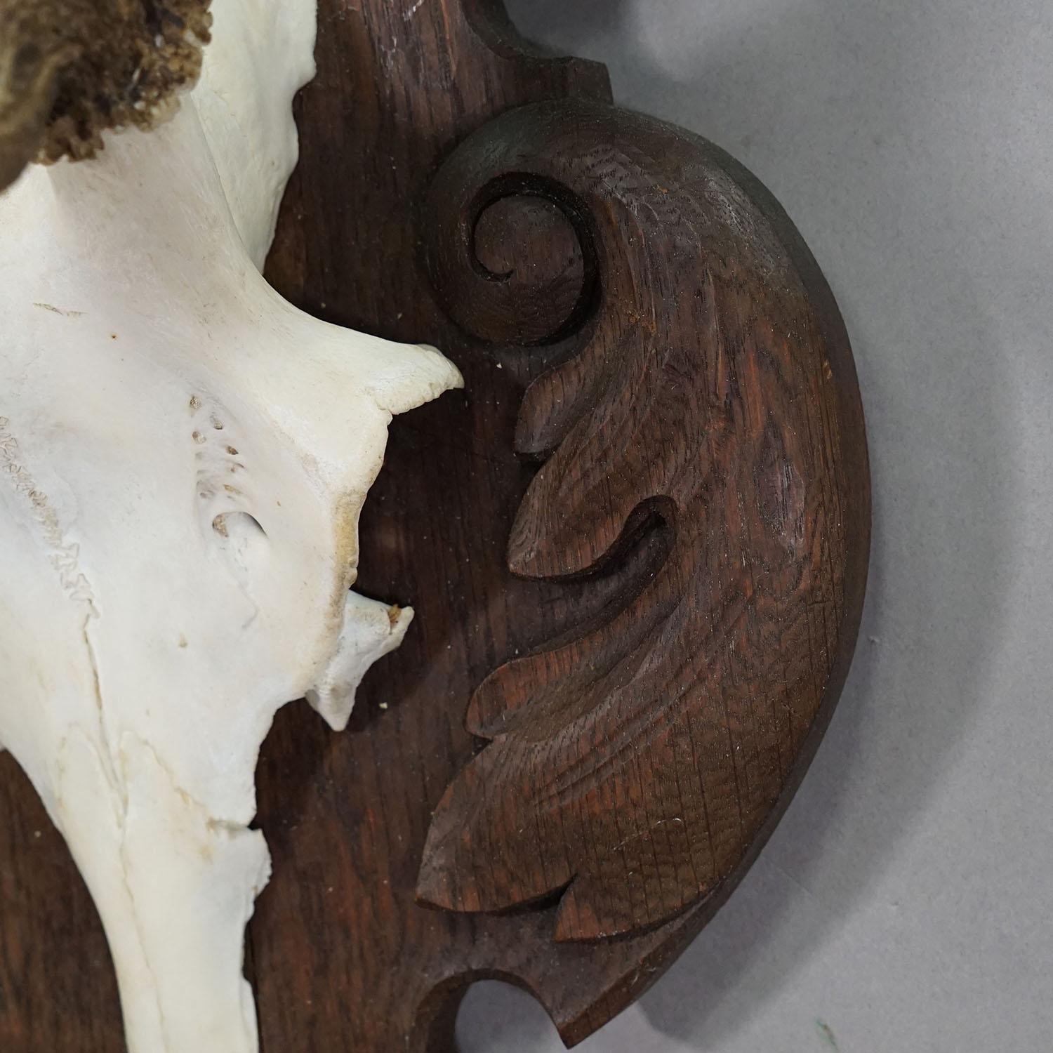 Bois cerf Grand trophée de cerf de Black Forest sur plaque sculptée - Allemagne années 1900 en vente