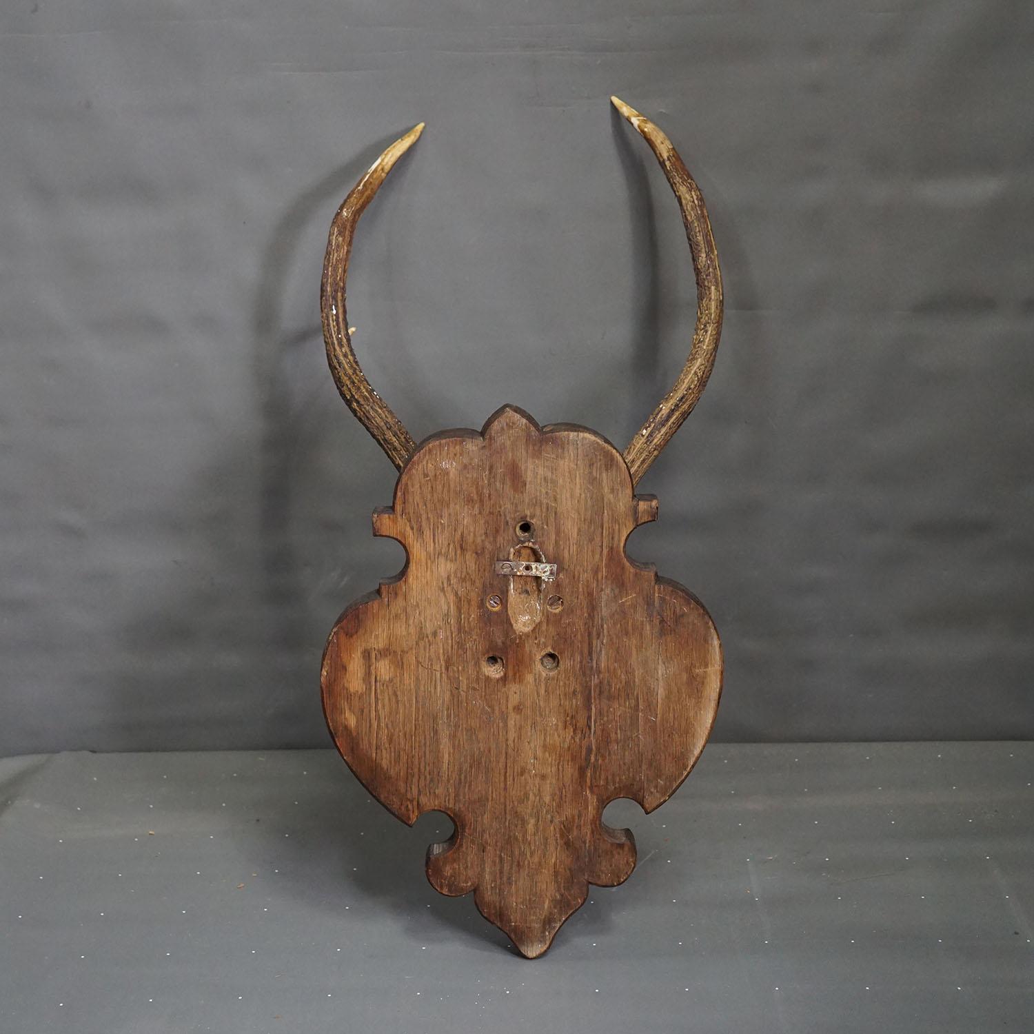 Grand trophée de cerf de Black Forest sur plaque sculptée - Allemagne années 1900 en vente 1