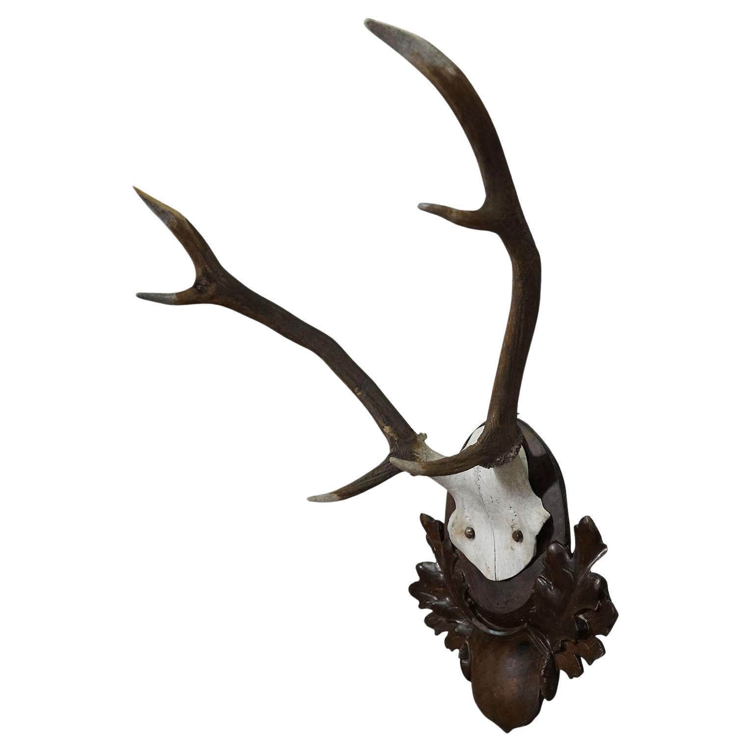 Large Black Forest Stag Trophy on Carved Plaque - Germany 1900s