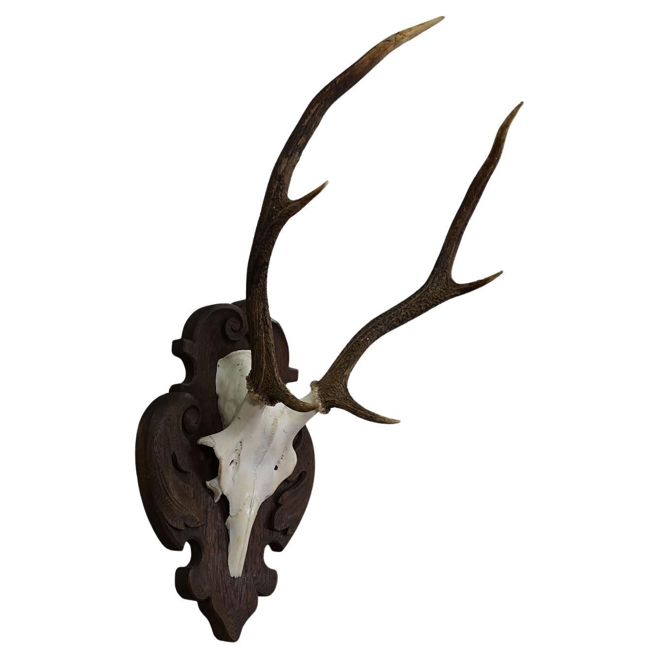 Large Black Forest Stag Trophy on Carved Plaque - Germany 1900s