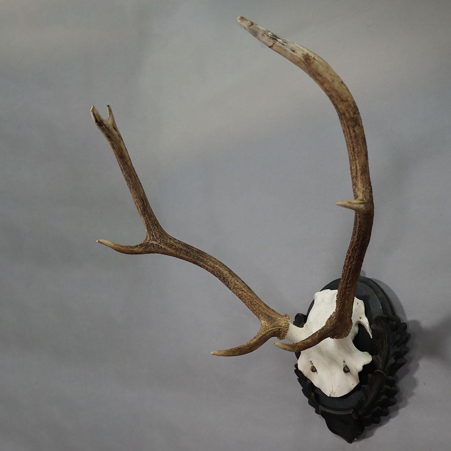 Große Black Forest Hirsch Trophäe auf geschnitzter Plakette - Deutschland 1930s

Eine große 8-Zeiger-Rothirschtrophäe (Cervus elaphus) aus Deutschland, montiert auf einer dunkel geschnitzten Holztafel. Die Trophäe wurde in den 1930er Jahren gedreht.