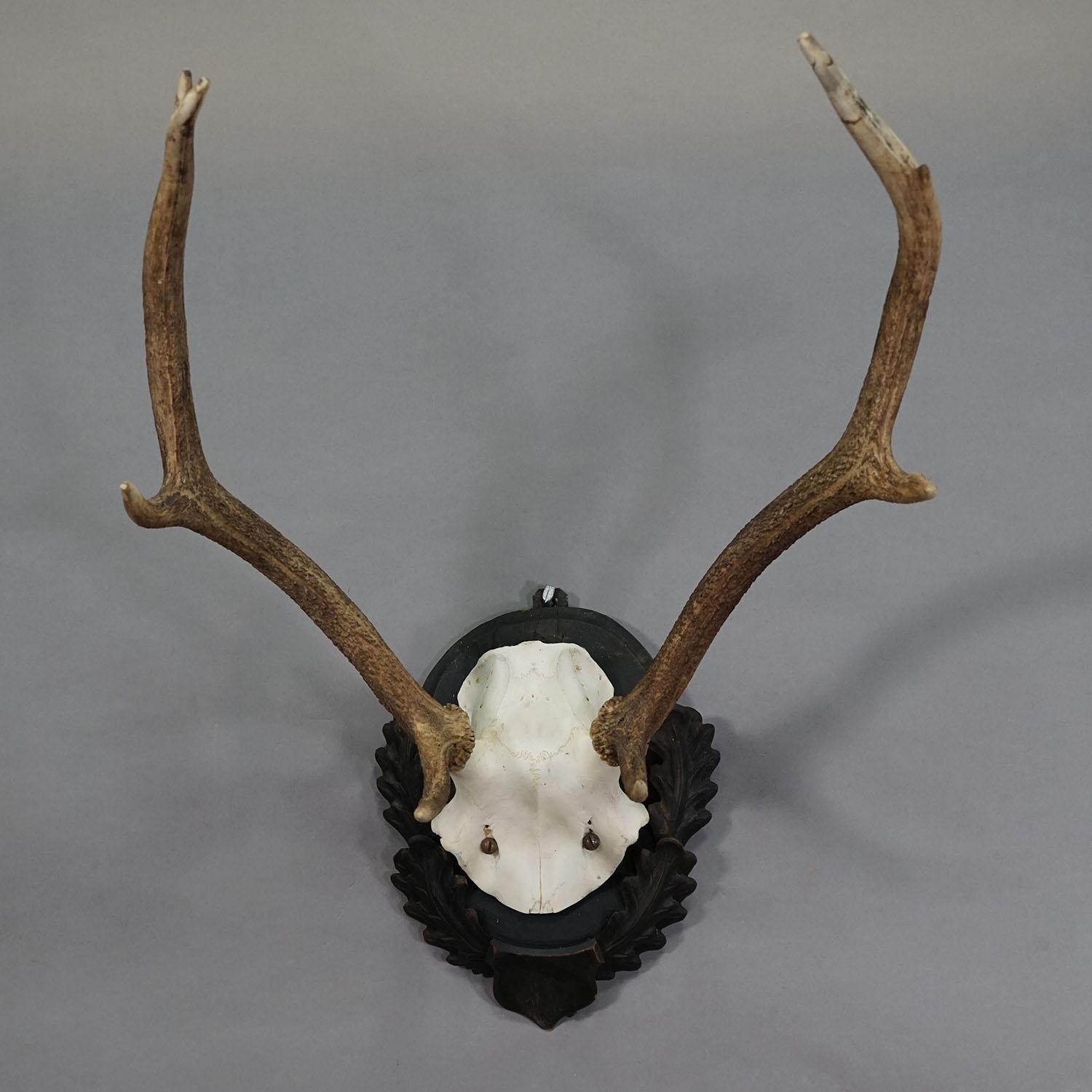 Große Black Forest Hirsch Trophäe auf geschnitzter Plakette - Deutschland 1930s (Schwarzwald) im Angebot