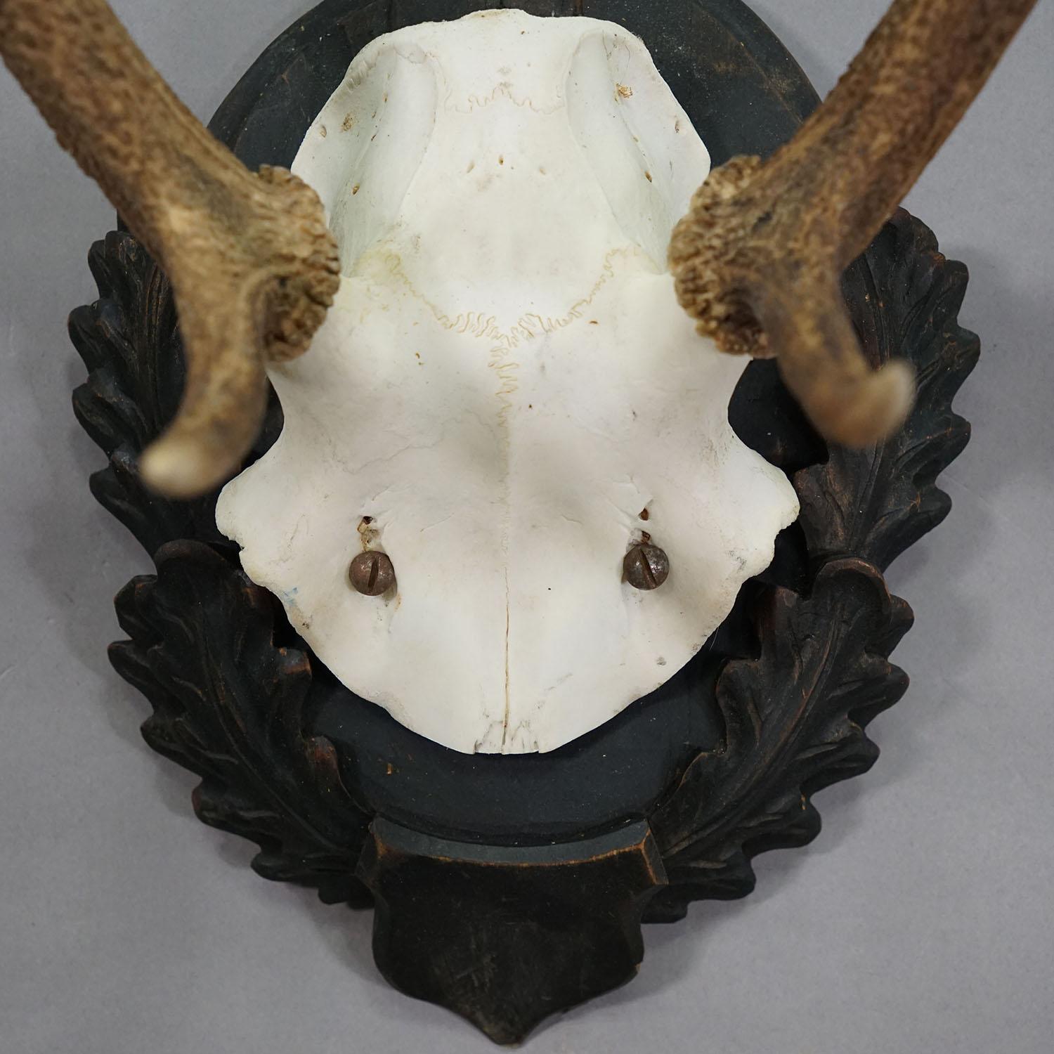 Große Black Forest Hirsch Trophäe auf geschnitzter Plakette - Deutschland 1930s im Zustand „Gut“ im Angebot in Berghuelen, DE