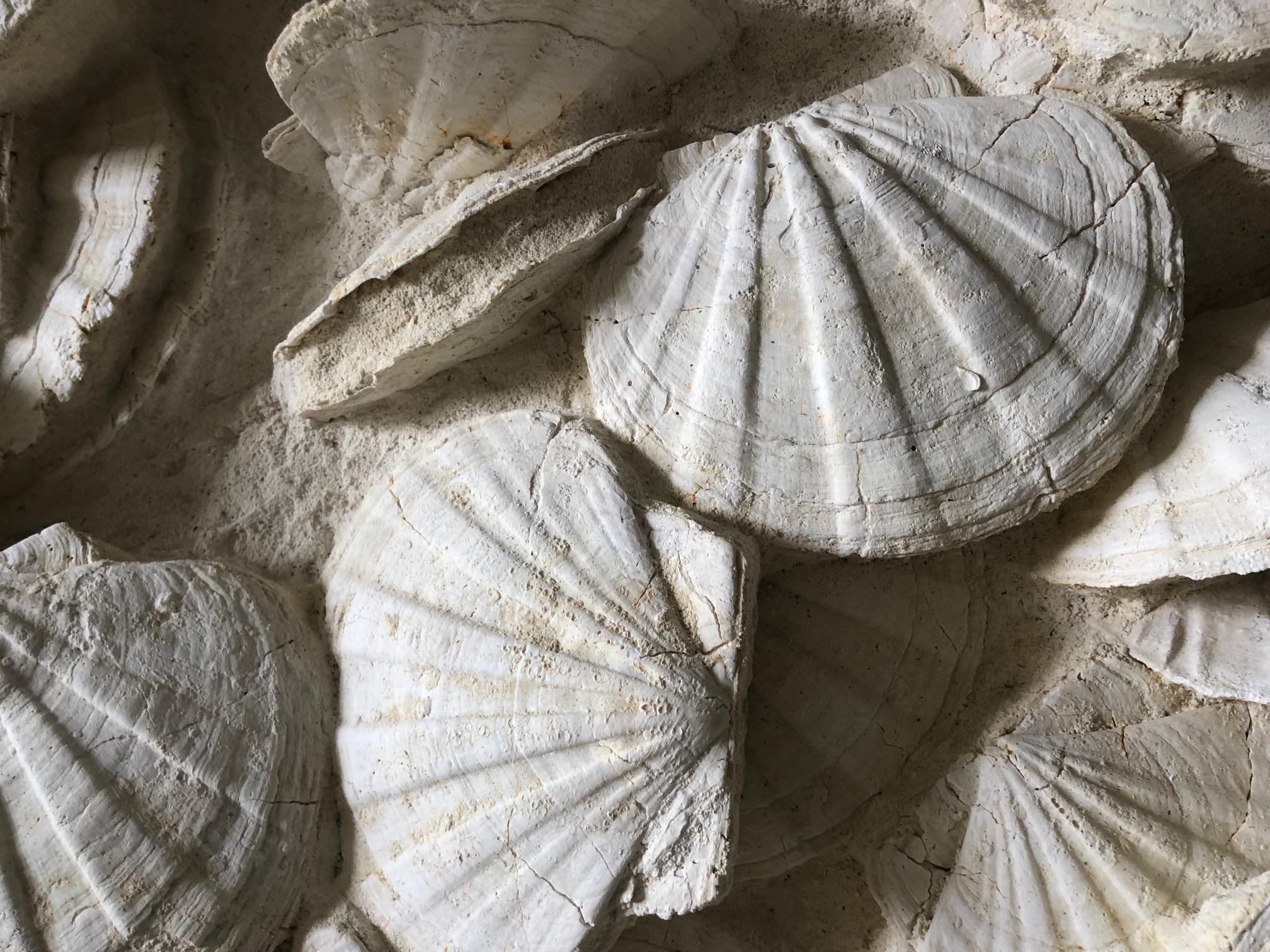 French Large Block of Pecten Fossils in Limestone, France, Miocene Era