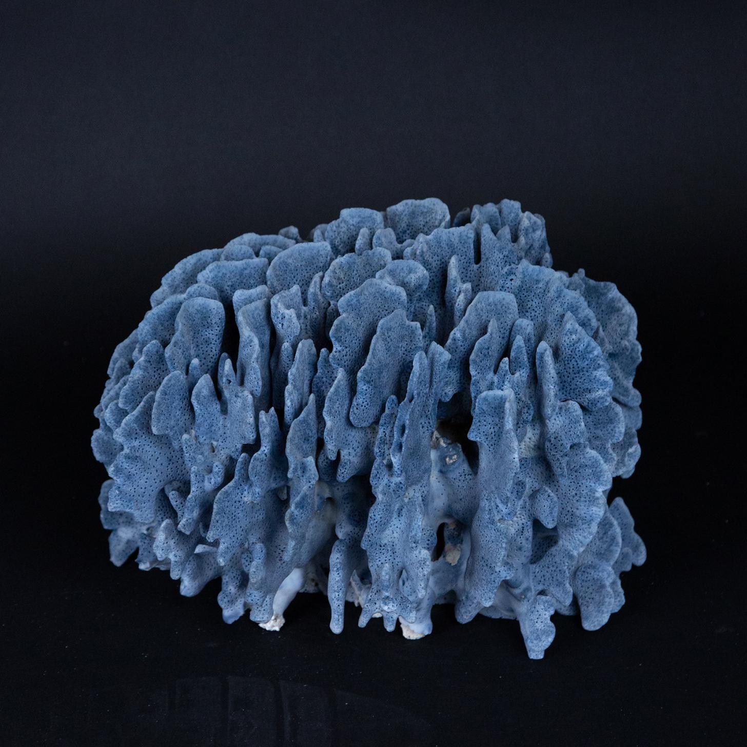 Long Diva - Blue Coral main image 0