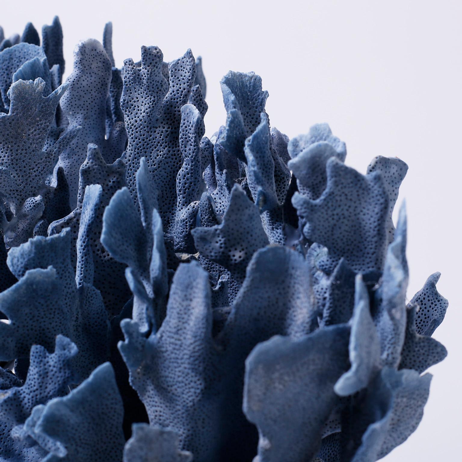 Contemporary Large Blue Coral Sculpture Mounted on Lucite