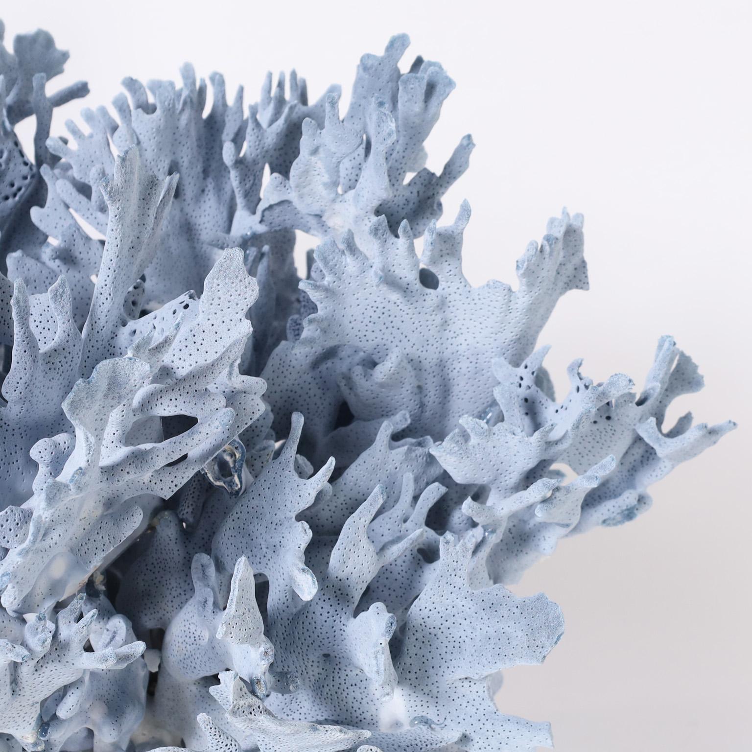 Solomon Islands Large Blue Coral Sculpture on Lucite