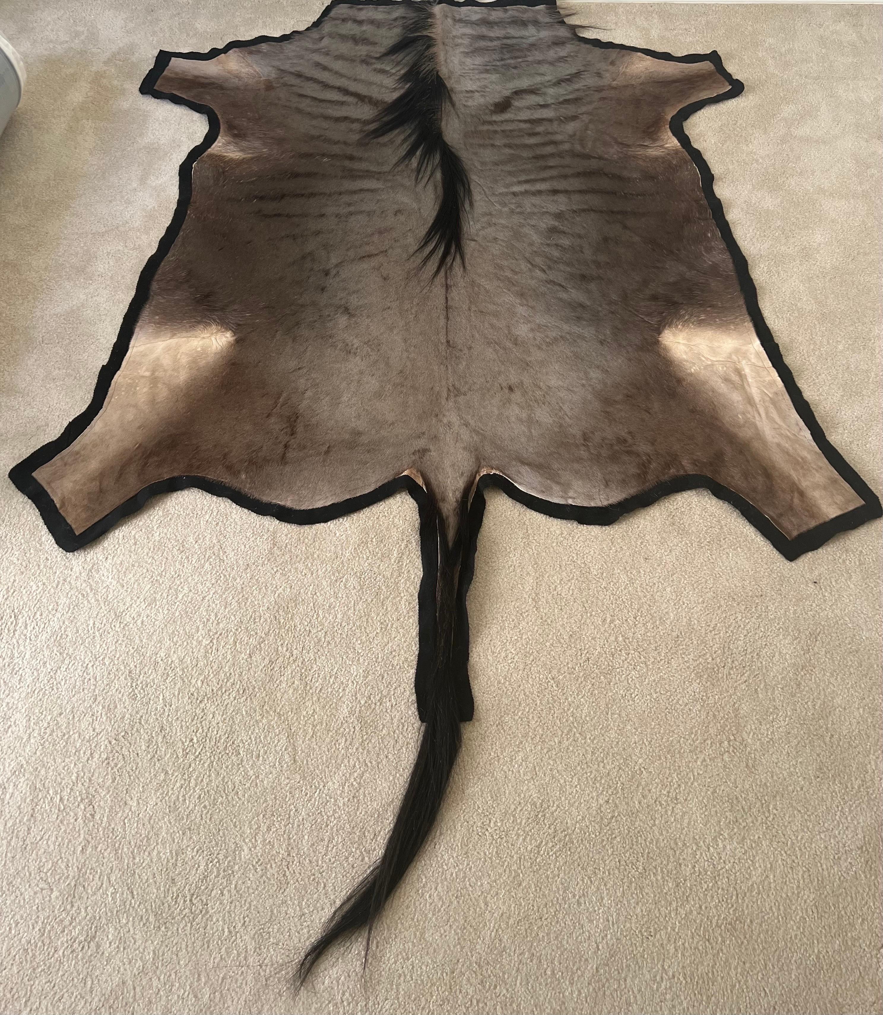 A noble and elegant African blue wildebeest rug or carpet from the British Colonial era in Kenya. Blue Wildebeest are known beautiful and subtle color range of their hides. The natural hide has mostly shades of grays that have a bluish sheen and is