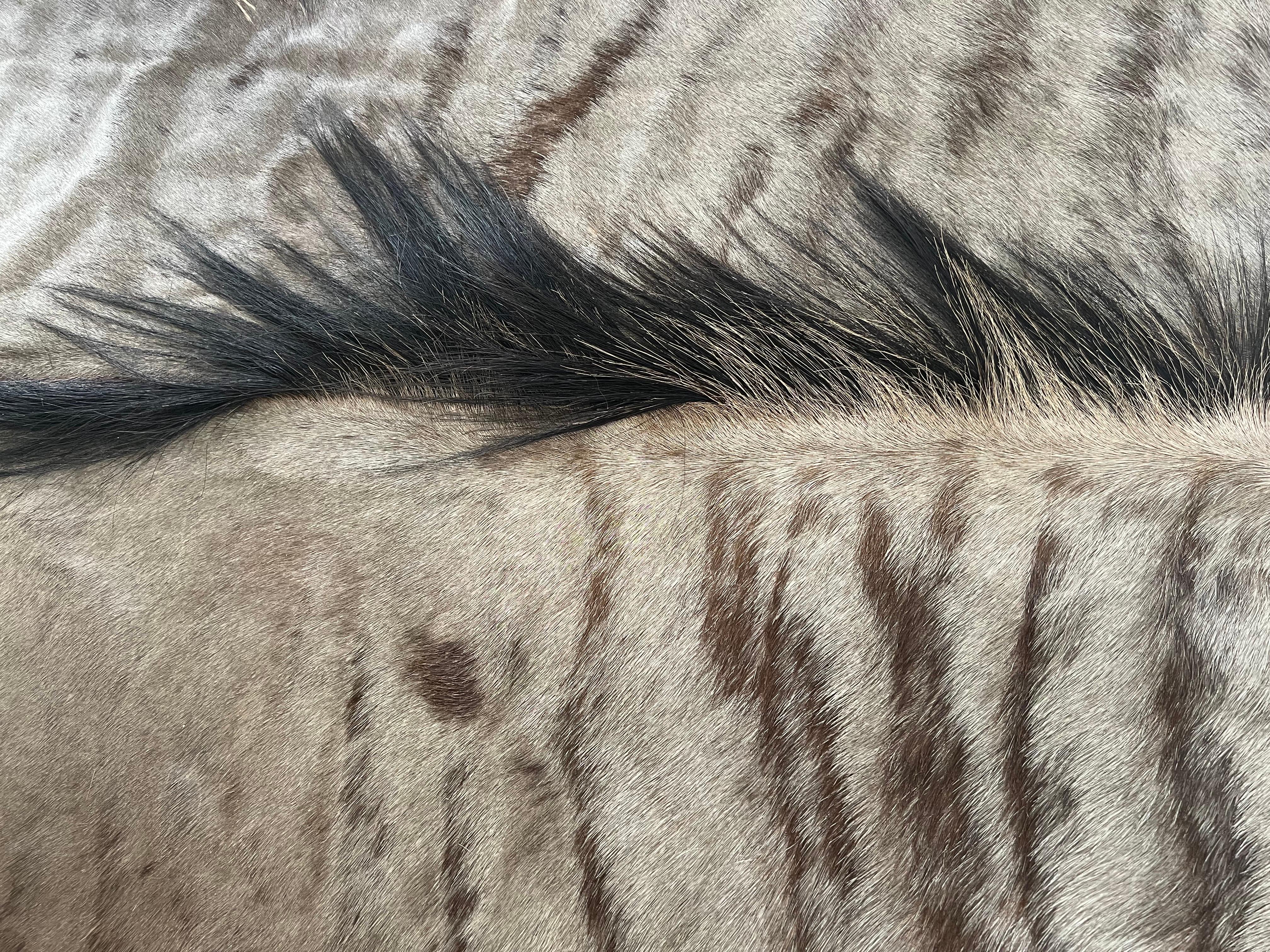 Animal Skin Large Blue Wildebeest Antelope Carpet / Rug from Kenya, British Colonial Era For Sale