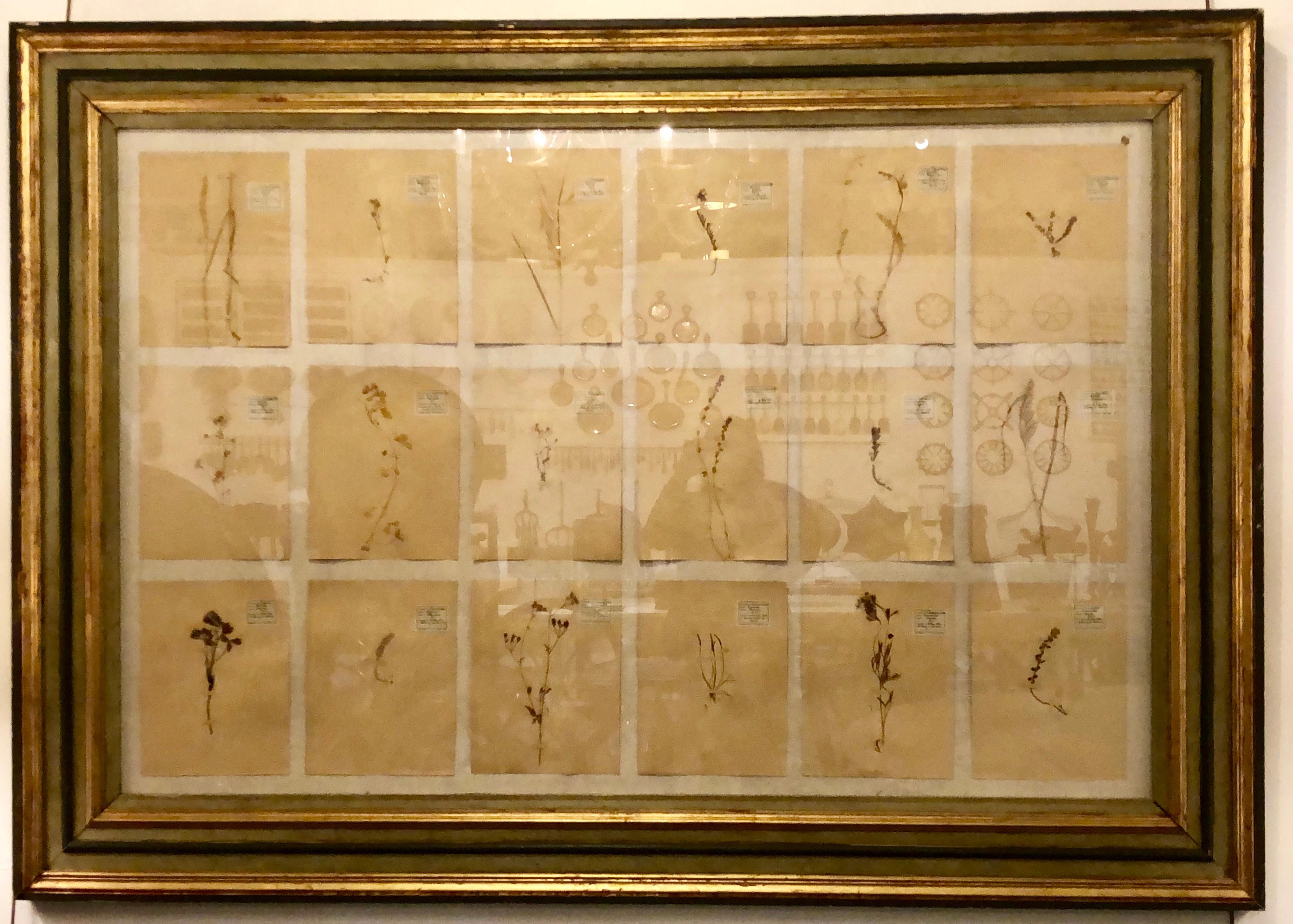 Large Botanical in a fine antique frame under glass Prov. Parc Monceau. The frame parcel gilt and paint decorated having eighteen botanicals inside. This is a large and impressive work of art that is certain to make a huge statement in any room in