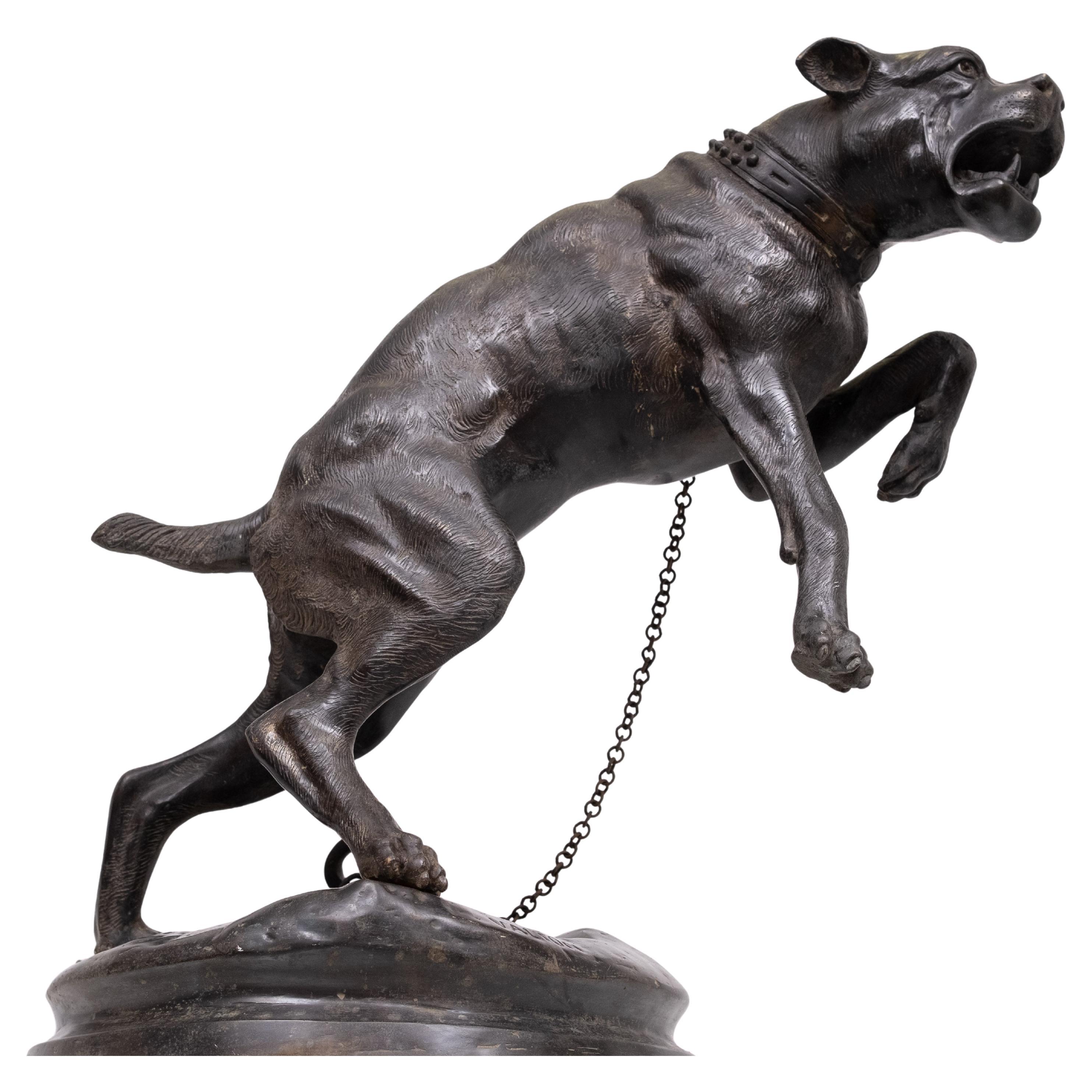 Impresionante figura de gran tamaño de un Mastín  Perro de Bronce ,  Está finamente detallado. El cierre que sujeta la cadena del collar del perro también es de bronce fundido. Acabada en una pátina marrón oscura, esta hermosa escultura . Es un tema