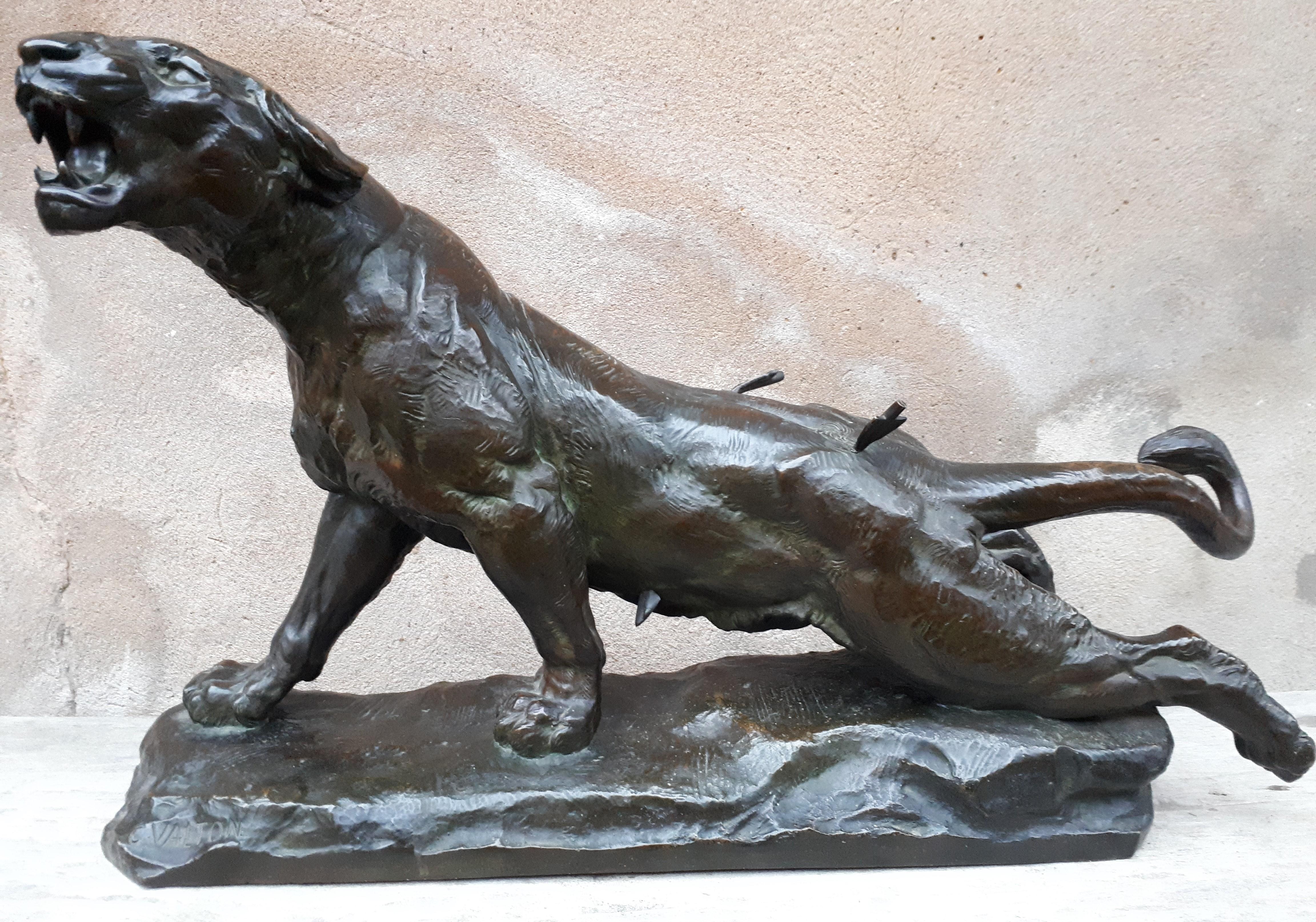 Gran escultura animal de bronce con pátina marrón que representa a una leona herida. Calidad excepcional, magnífica pátina, en perfecto estado. Firmado 
