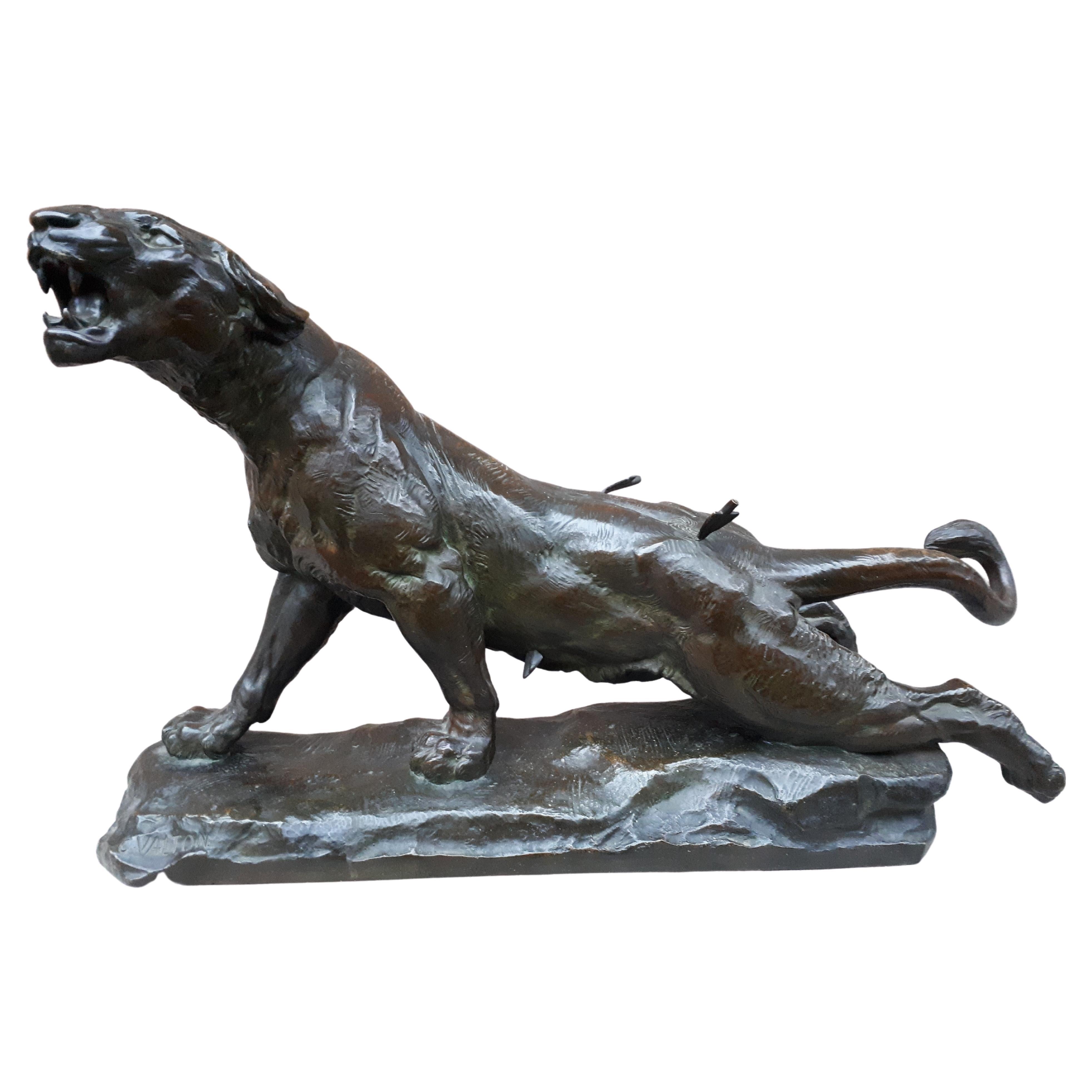 Große Bronzeskulptur einer verletzten Löwin aus Bronze (68 cm) von Charles Valton, Frankreich 