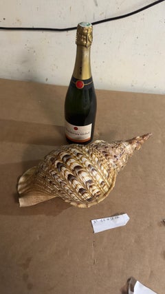 Gran Concha Decorativa Genuina de Color Marrón Siglo XX