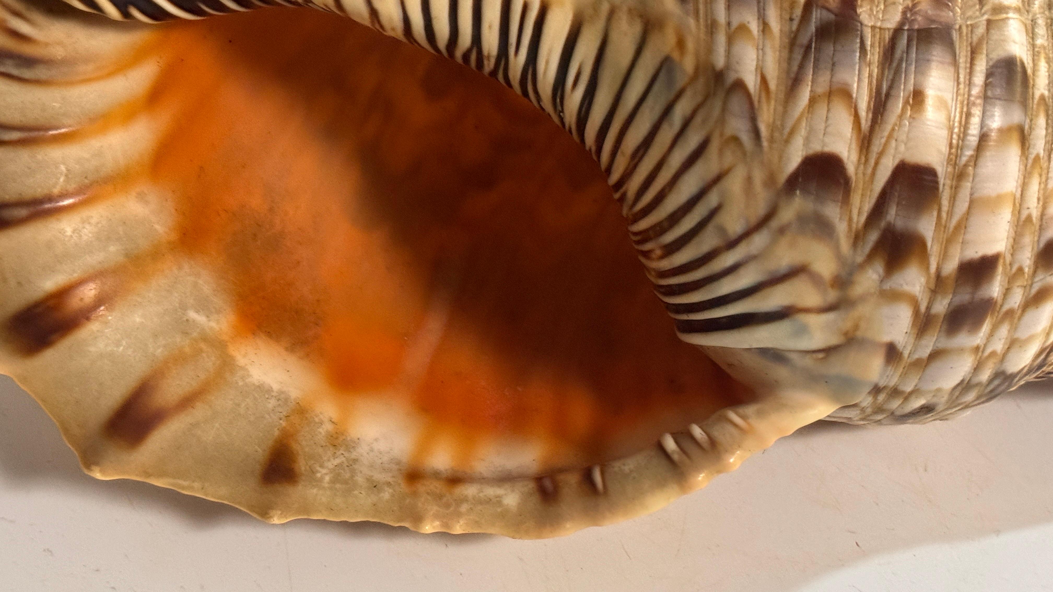 Große Braune Farbe Echte Dekorative Muschel 20. Jahrhundert im Angebot 2