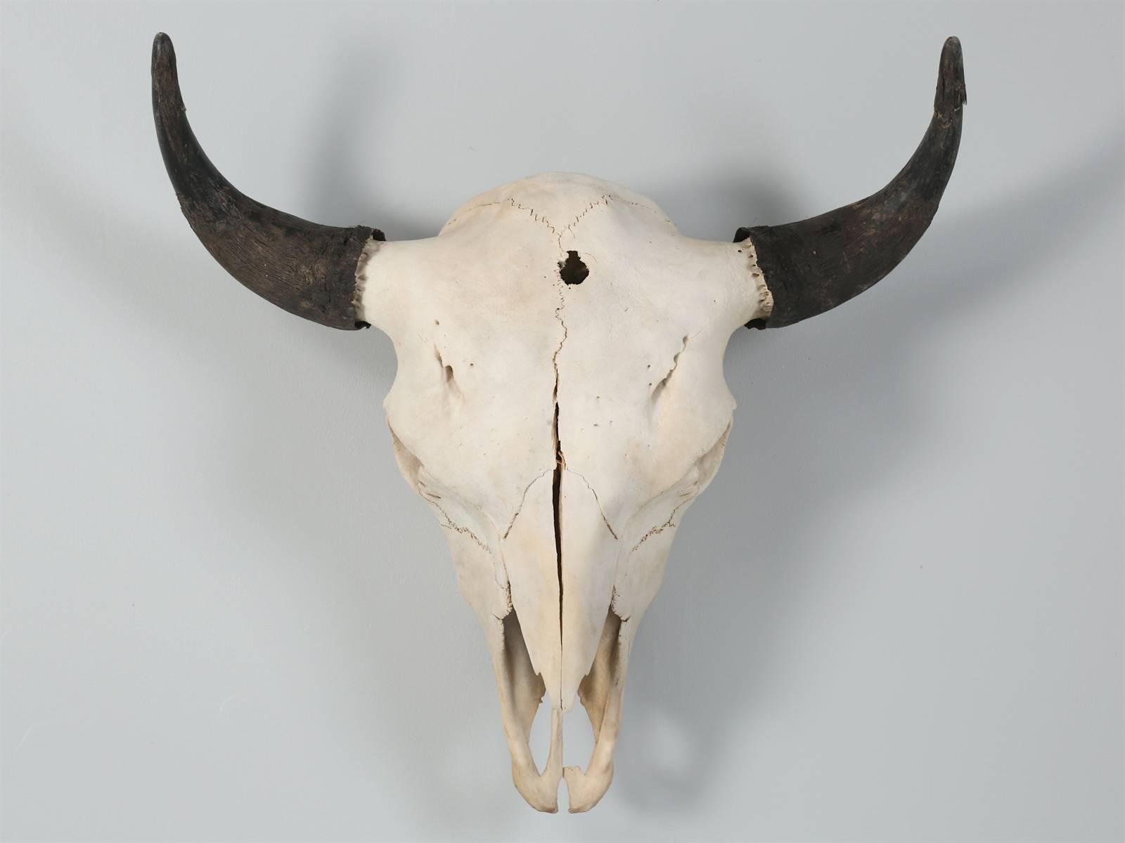 Most folk just call these Buffalo skulls, but they are actually Bison, that once roamed our western plains and Northern Europe, whereas, Buffalo are actually Asian.