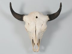 Large Bull Bison Skull with a 25.5" Horn Spread