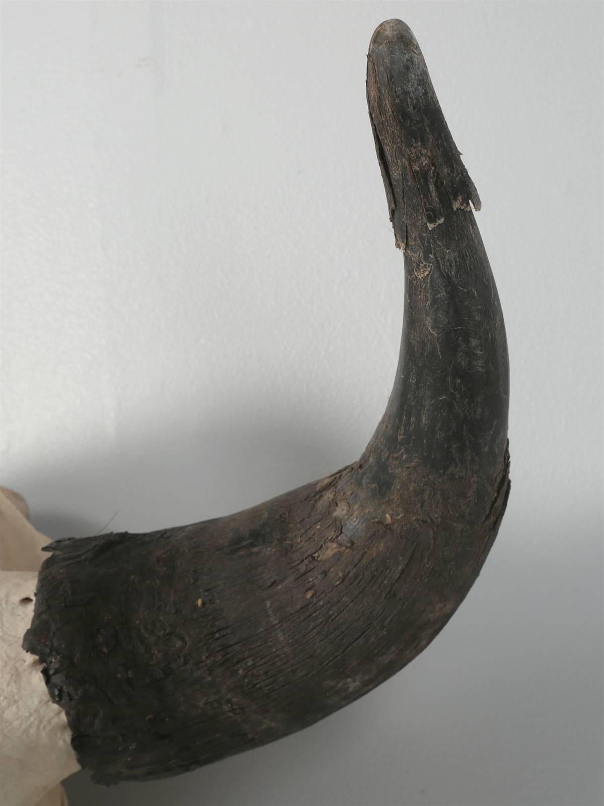 american bison horns for sale