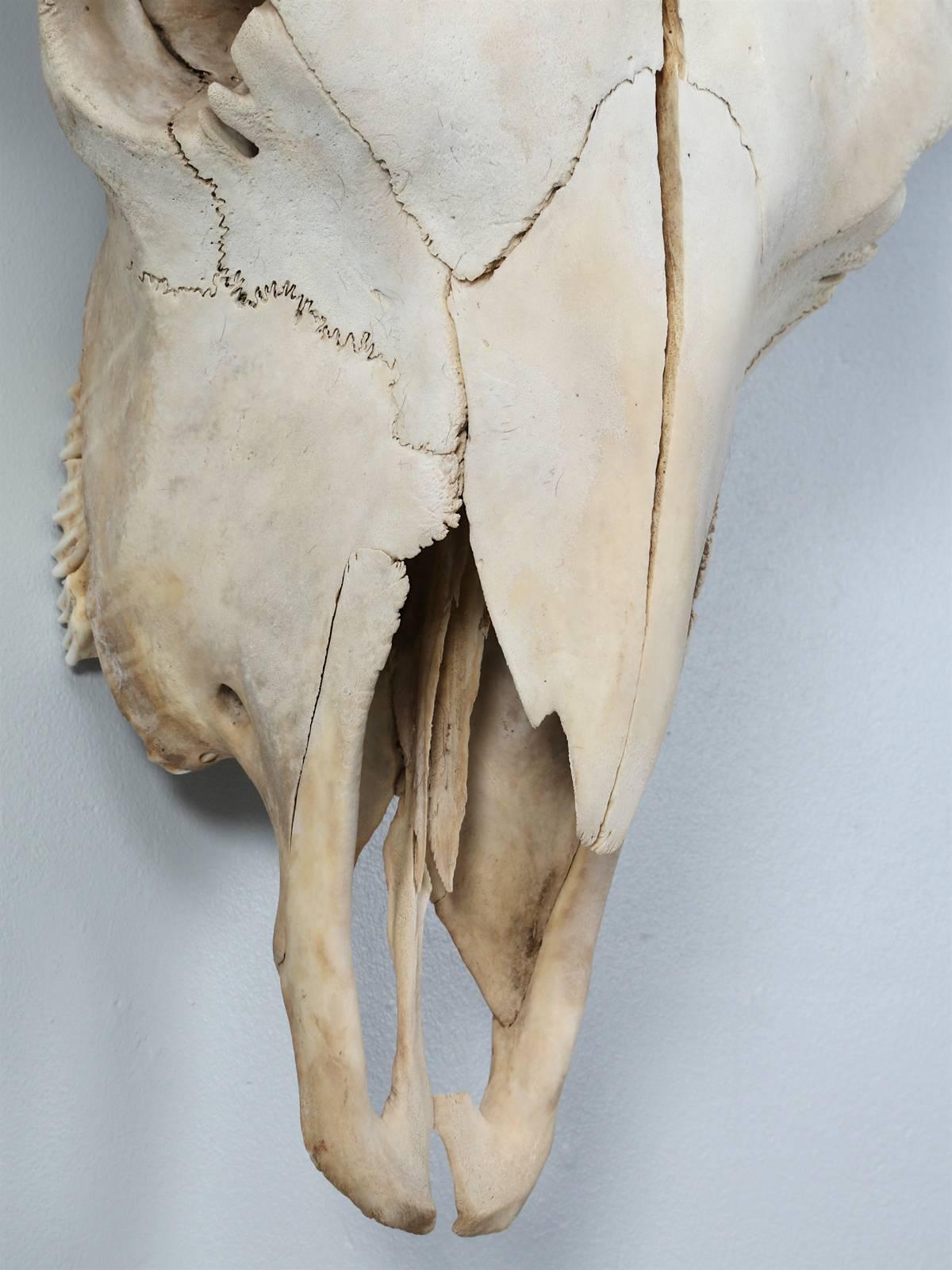 Mid-20th Century Large Bull Bison Skull with a 25.5