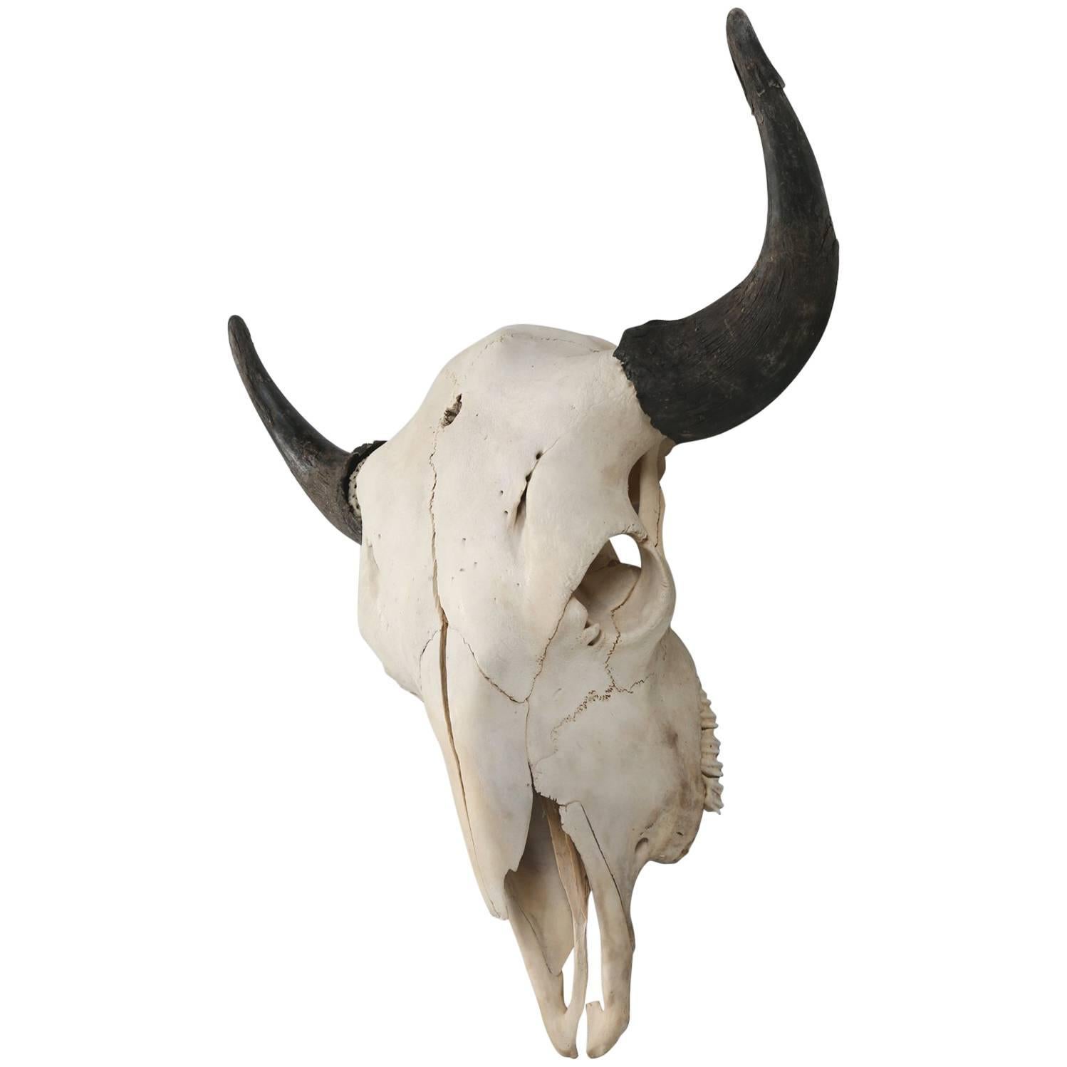 Buffalo Bison Skull Trophy Horns Plaque Wall Mounted Tribal Design Resin Head 2063