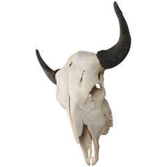 Large Bull Bison Skull with a 25.5" Horn Spread