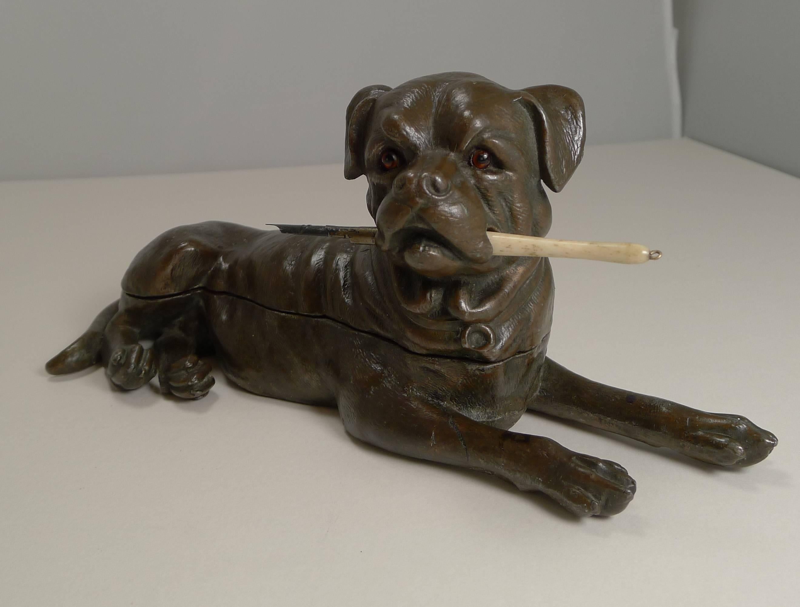 A handsome and large novelty inkwell in the form of a Bullmastiff / Bull Mastiff dog sporting his two glass eyes.

Made from spelter and beautifully executed, this heavy piece opens to reveal three removable brass ink chambers. There is a hole