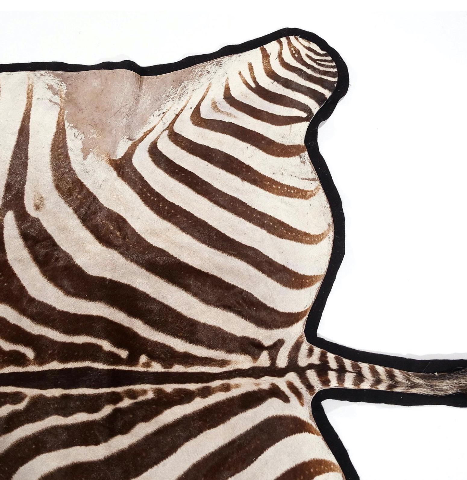 Large Burchell Zebra Hide with Felt Backing at 1stDibs