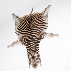 Large Burchell's Zebra Hide (Equus quagga burchellii), Africa, 20th Century