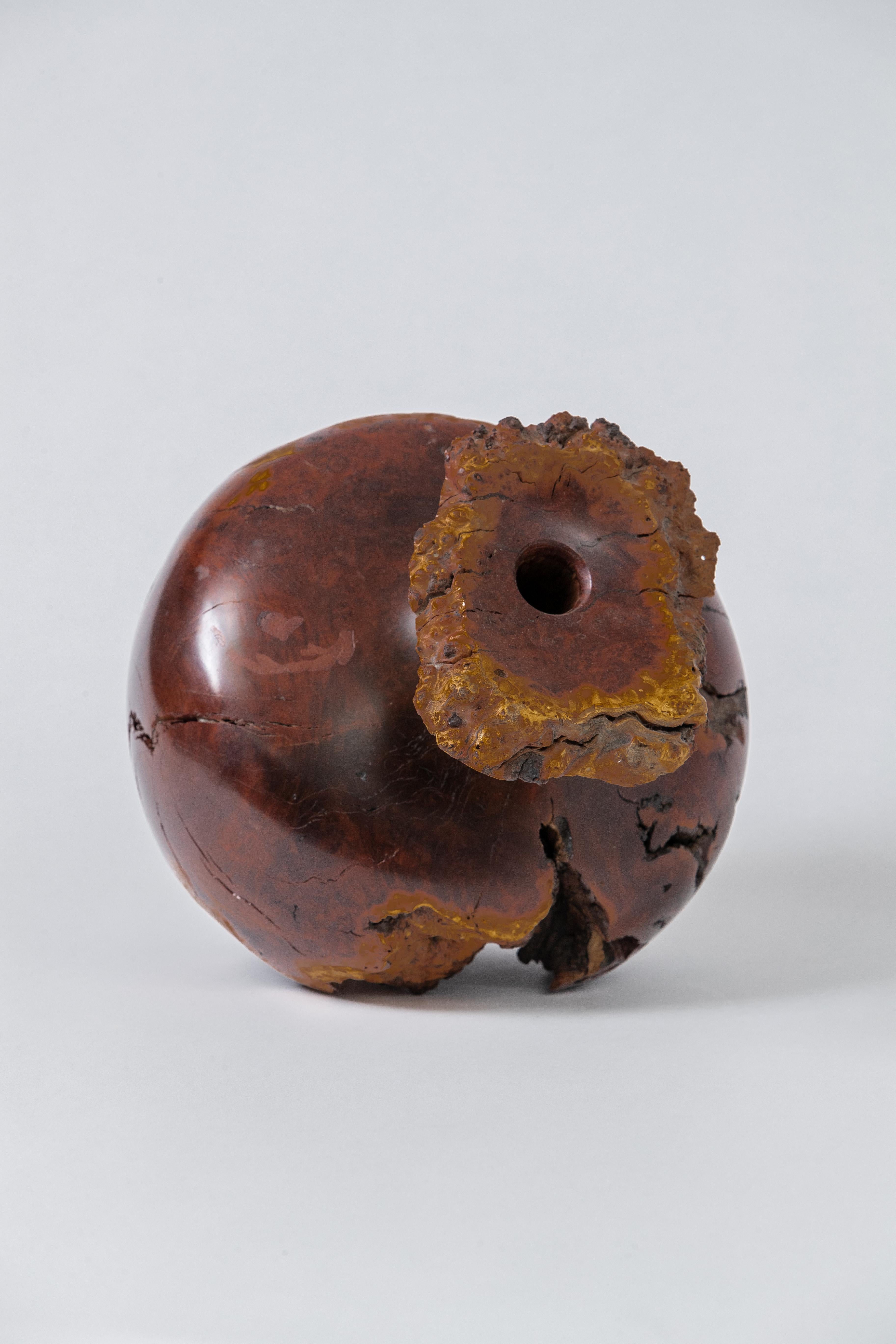 North American Large Burl Wood Bud Vase, USA, 1960s
