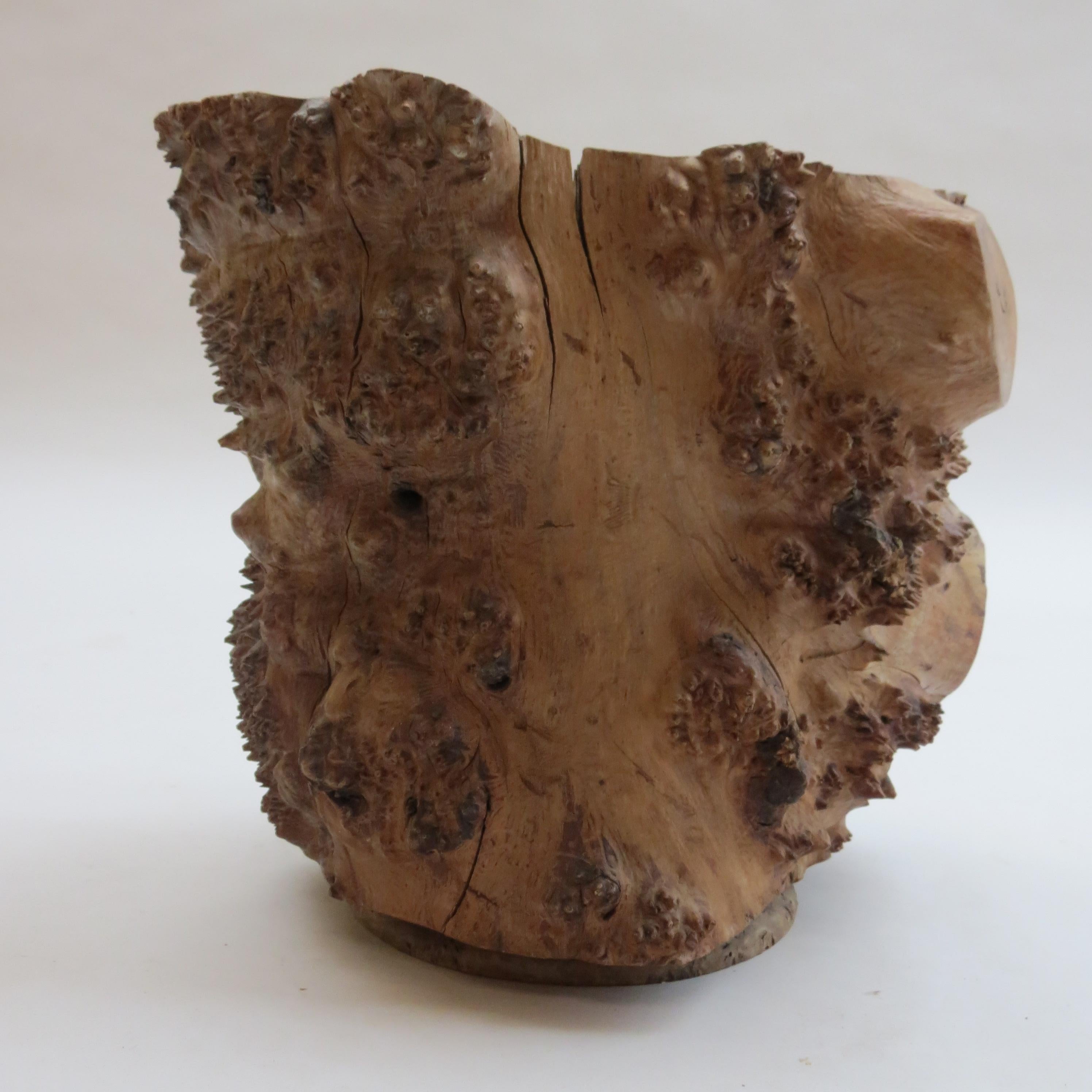 Hand-Crafted Large Hand Produced Burr Elm Root wood Brush Pot, 1980s