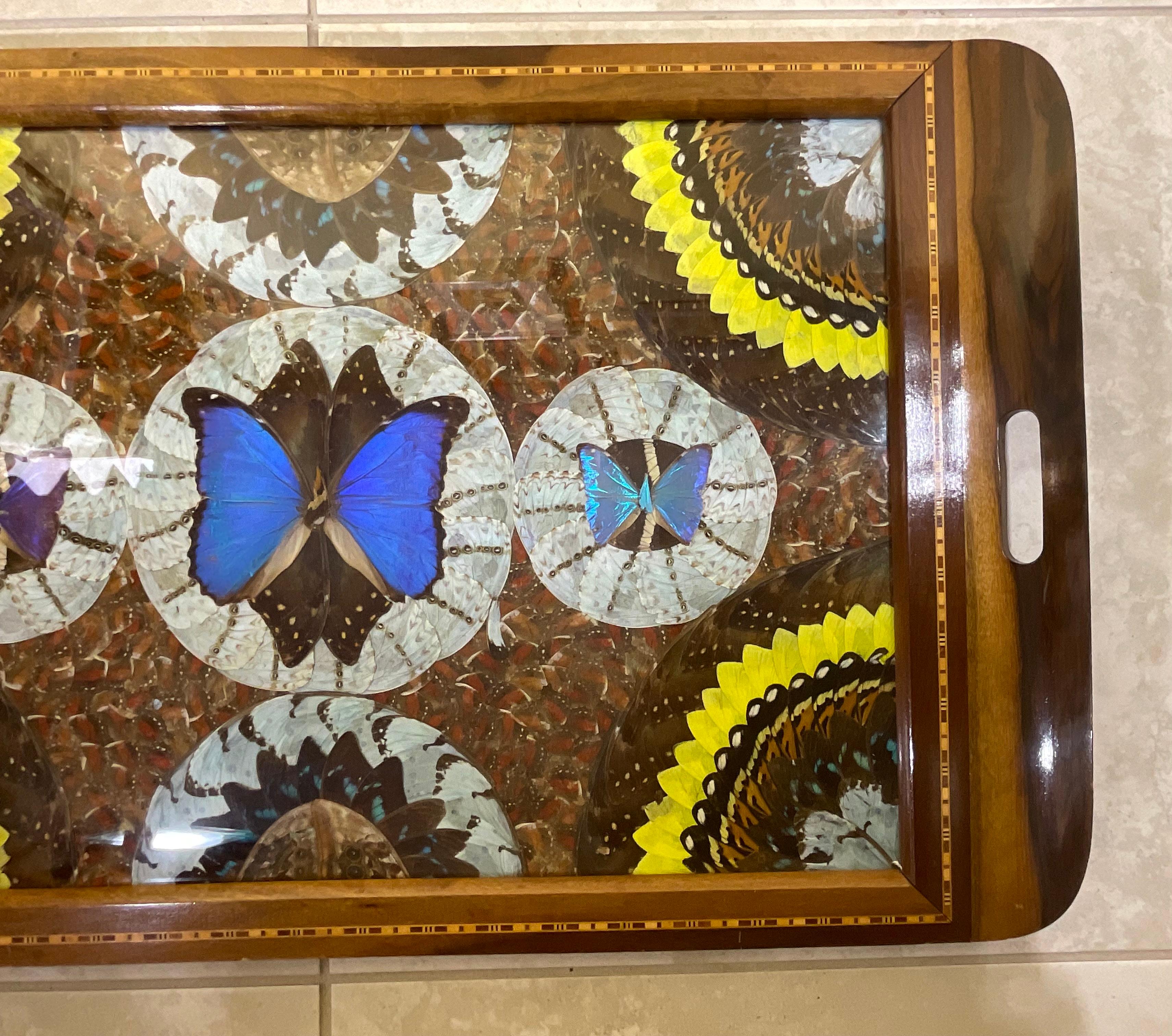 Beautiful antique tray with real butterfly specimens. Solid wood frame with inlays. In the middle. A wide range of different species of butterflies in different colors protected by glass .