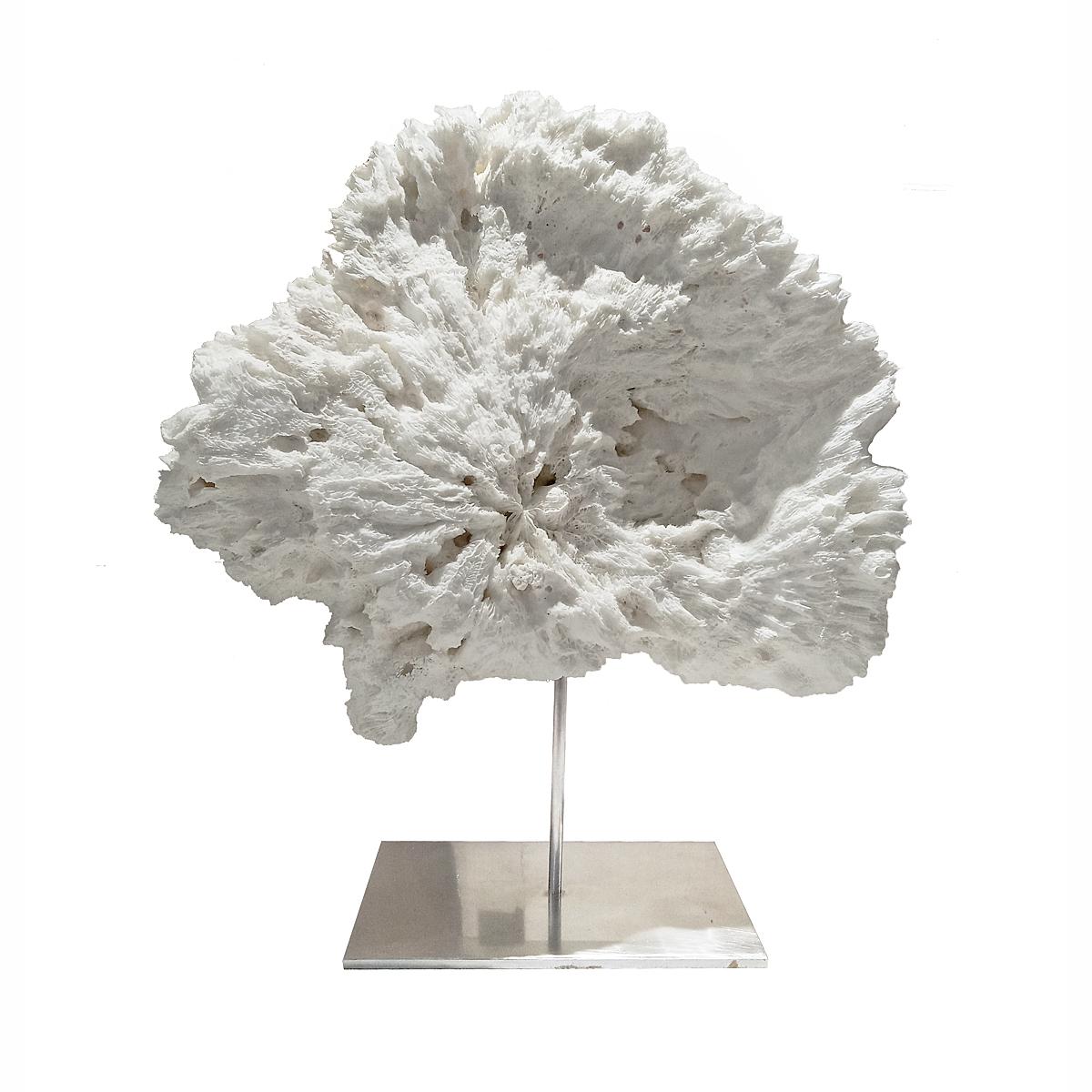 A superb specimen of Cabbage Coral from the South Pacific, with its distinctive form, organic texture, and naturally bleached white color. Mounted on a stainless steel stand. 

19.25