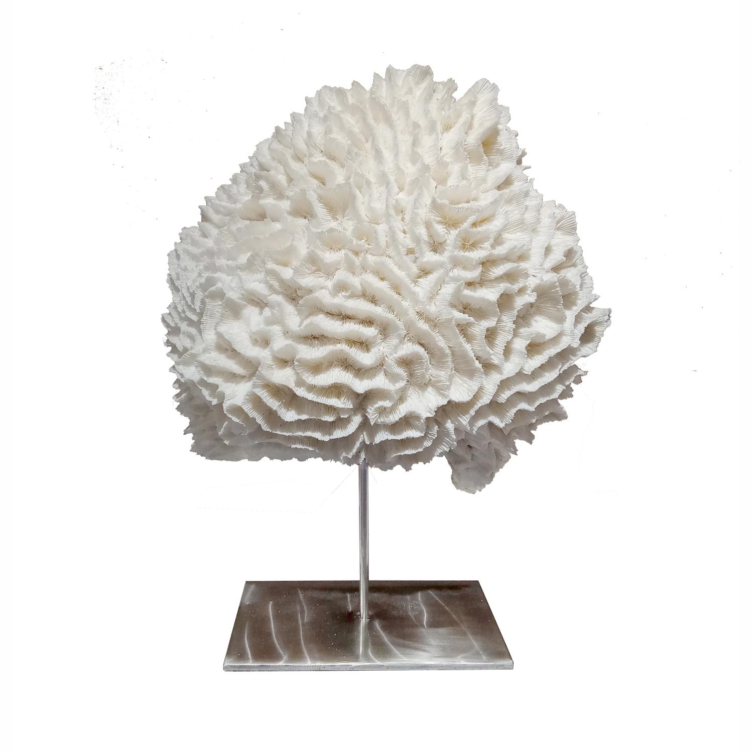 Organic Modern Large Cabbage Coral Specimen on Stand