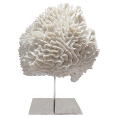 Large Cabbage Coral Specimen on Stand