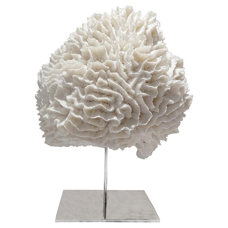 Large Cabbage Coral Specimen on Stand For Sale at 1stDibs