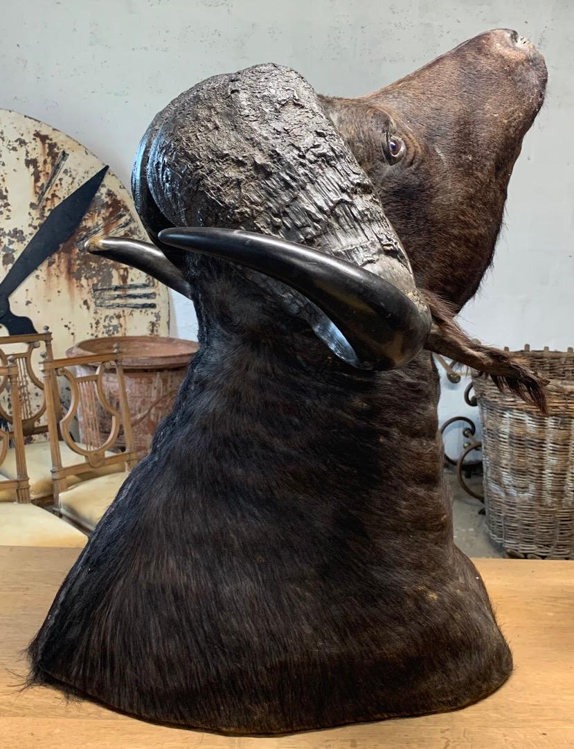 A large vintage taxidermy Cape Buffalo shoulder mount. Very well modelled and is a very impressive piece. Wear in places from age and use.
Please contact us for an accurate shipping quote.